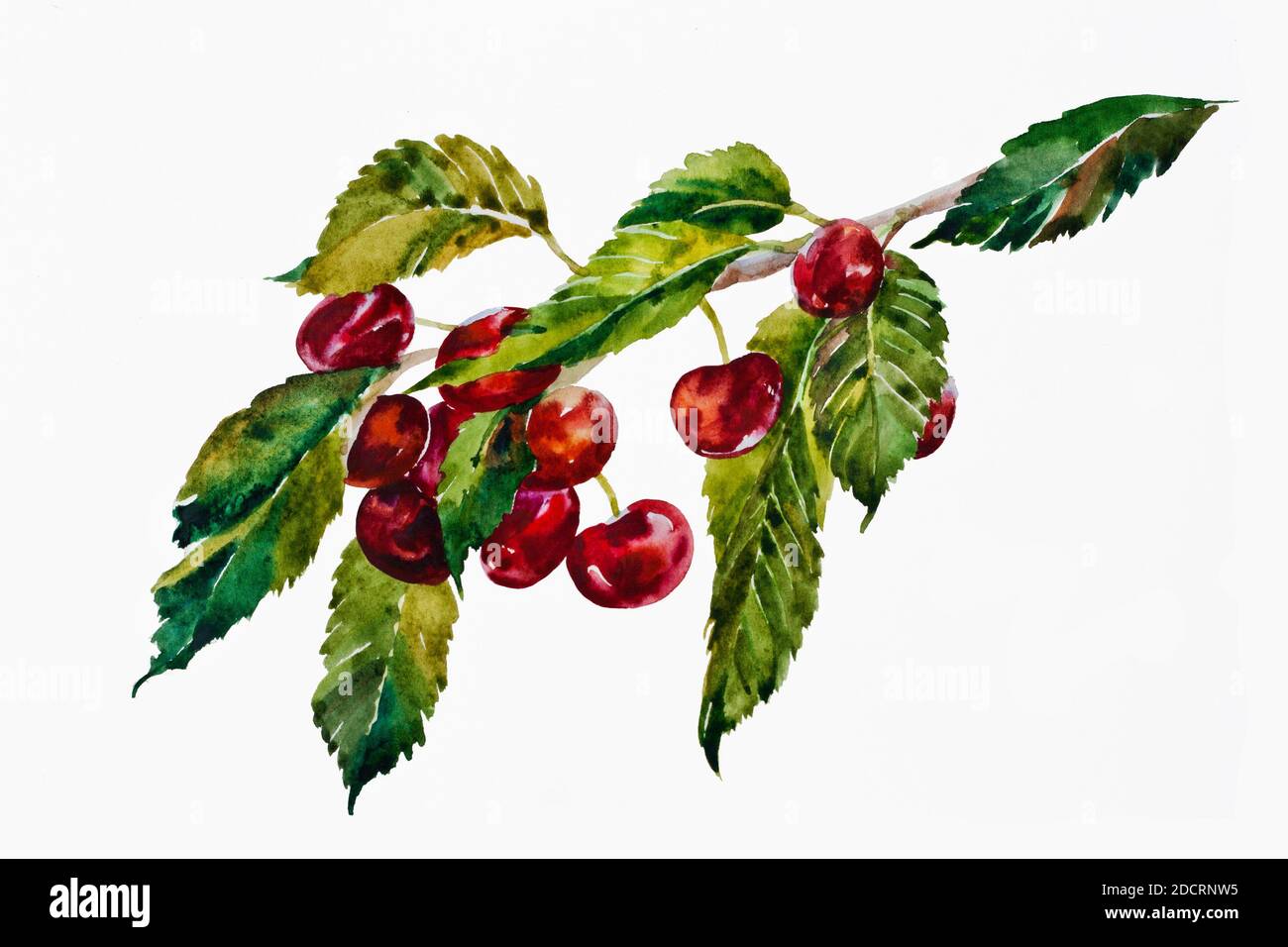 les cerises douces d'aquarelle se tortillent avec des fruits mûrs, isolées sur fond blanc Banque D'Images