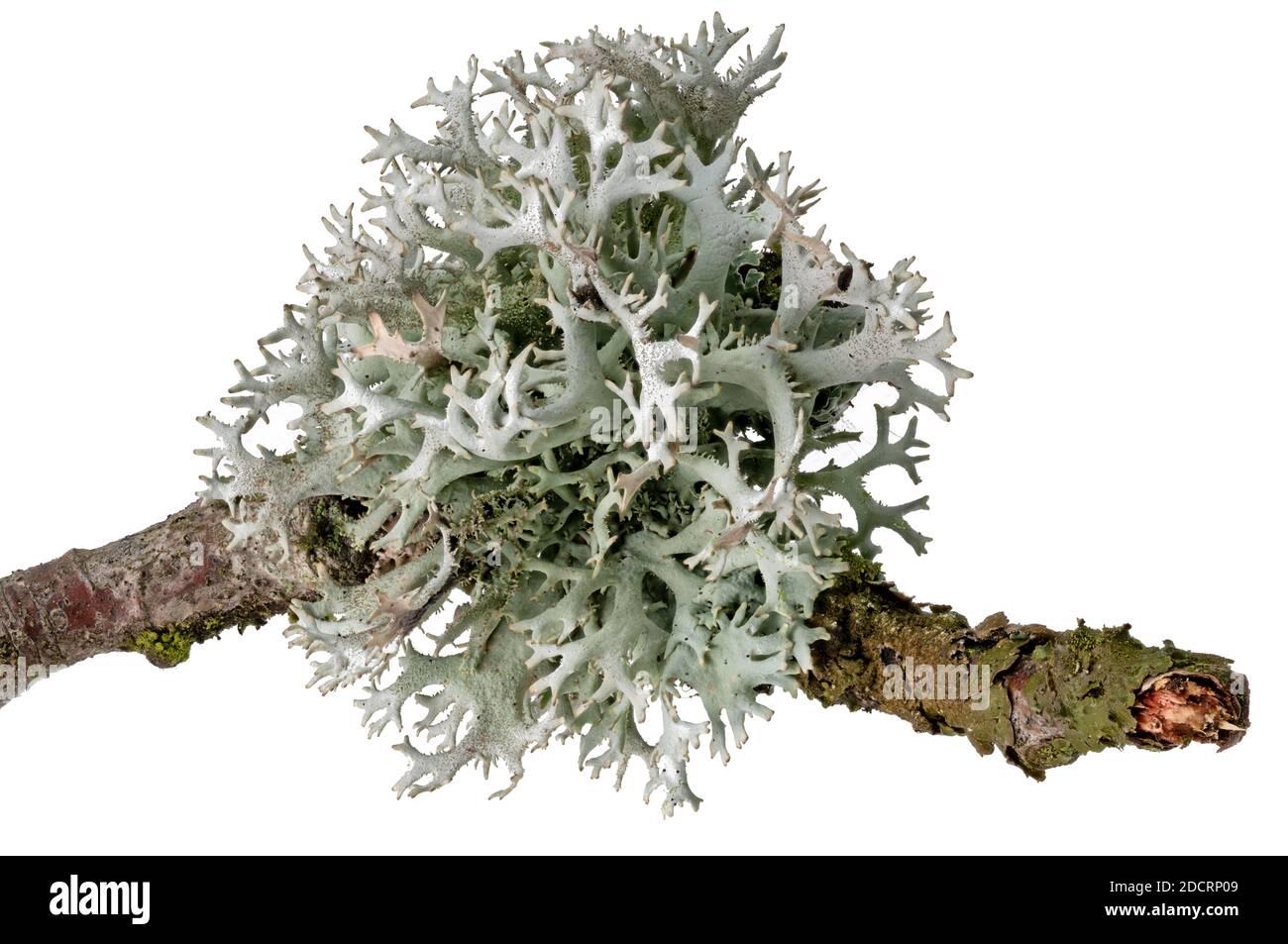 Photo macro d'un lichen sur une branche morte isolée sur blanc Banque D'Images