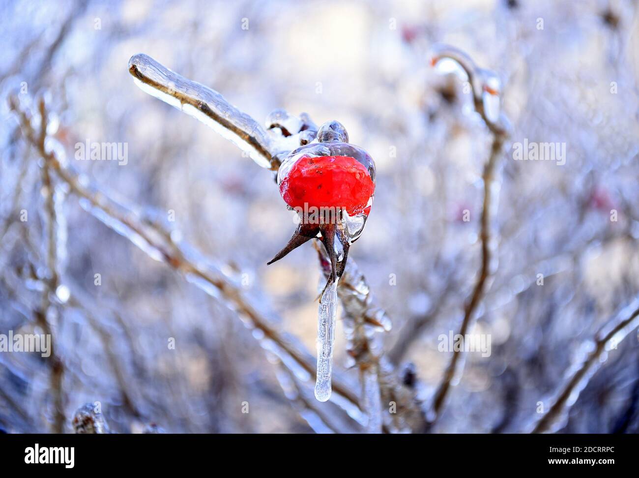 Foyer sélectif des baies de rosehip surgelées qui poussent sur une branche couvert de glace et de glace le jour d'hiver Russie Banque D'Images