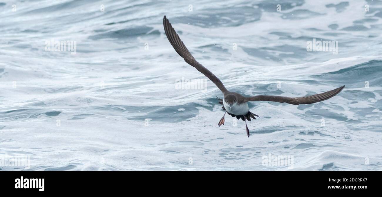 Un shearwater des baléares (Puffinus mauretanicus) qui vole dans la mer Méditerranée et qui plonge pour pêcher Banque D'Images