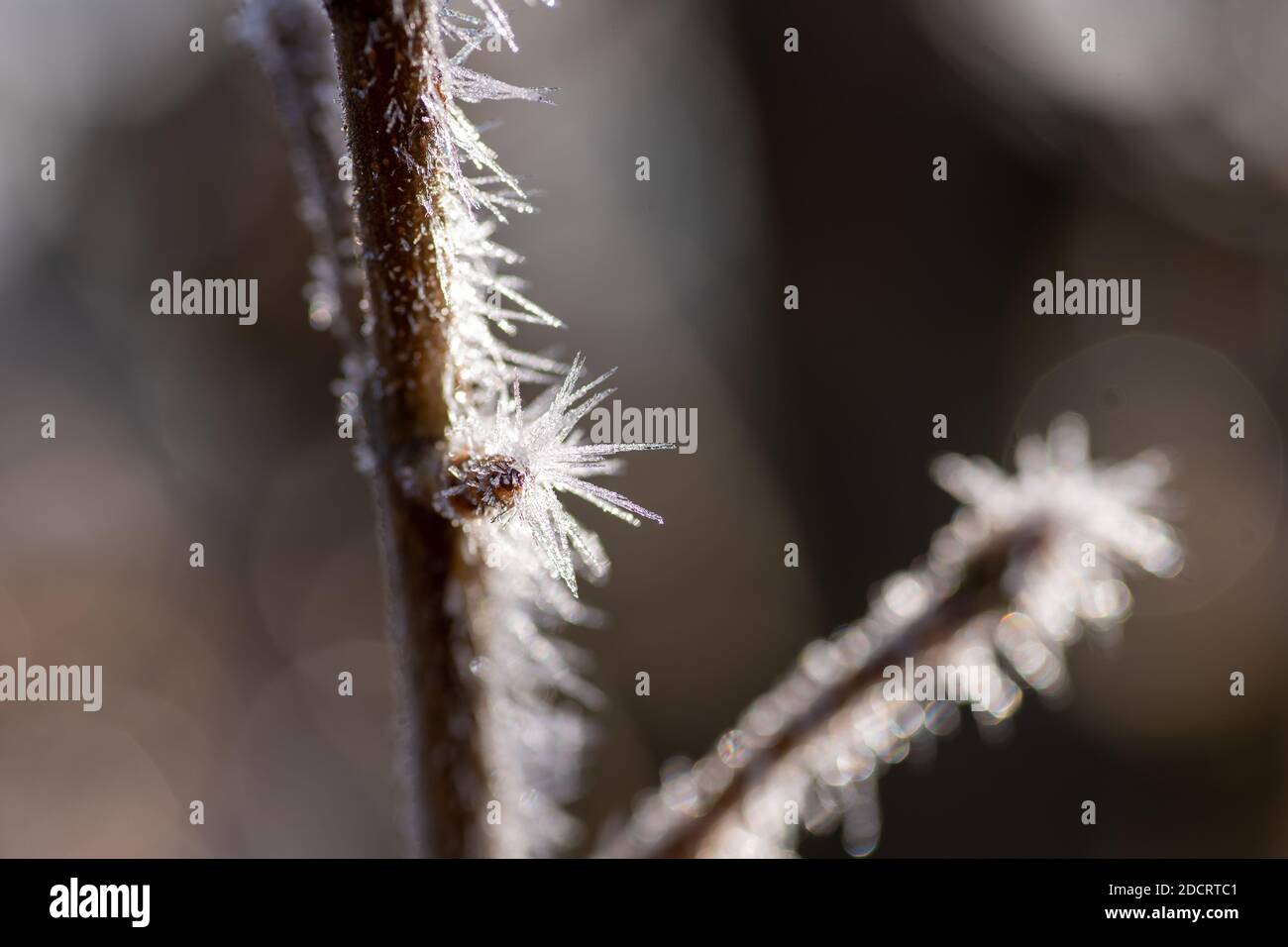 cristaux de glace sur les plantes Banque D'Images