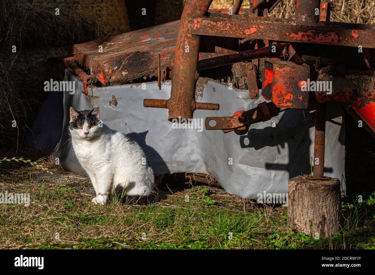 Chat de ferme noir et blanc sur des balles de foin sur des terres agricoles, Comté de Kerry, Irlande Banque D'Images