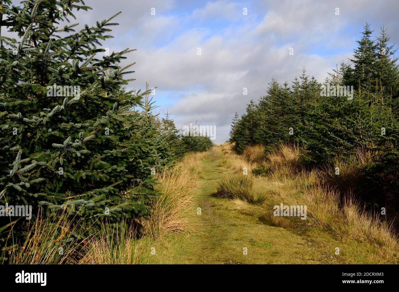 Promenade hivernale dans la plantation d'arbres forestiers d'épinette de Sitka au-dessus de Lliw Valley Reservoir picea sitchensis Sweansea pays de Galles Royaume-Uni Banque D'Images