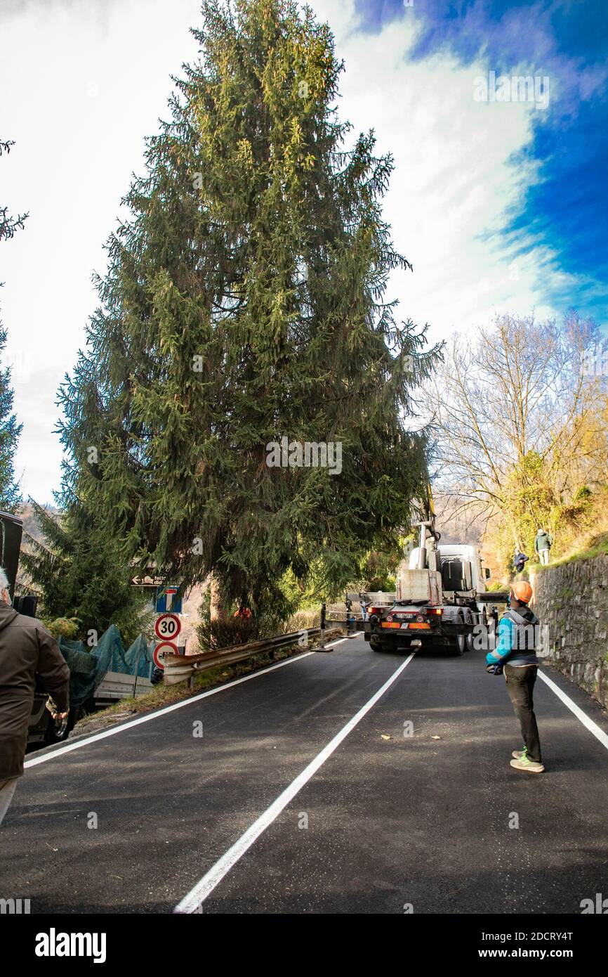 Val Seriana, Italie. 23 novembre 2020. Un sapin « dissident » de 15 mètres à Gorno en Val Seriana sera donné à Bergame pour Noël. Baptisé 'Natalino' (par les enfants de l'école élémentaire de Gorno,) l'arbre aurait dû être coupé pour des raisons de sécurité; au lieu de cela, il sera coupé et transporté à la ville pour devenir le symbole de la fête. Un geste symbolique et un don qui souligne la proximité entre la capitale la plus tourmentée et le martyr de la vallée de l'épidémie en mars; un message d'espoir et de force pour sortir d'une situation qui a profondément marqué ce territoire. Crédit : IND Banque D'Images