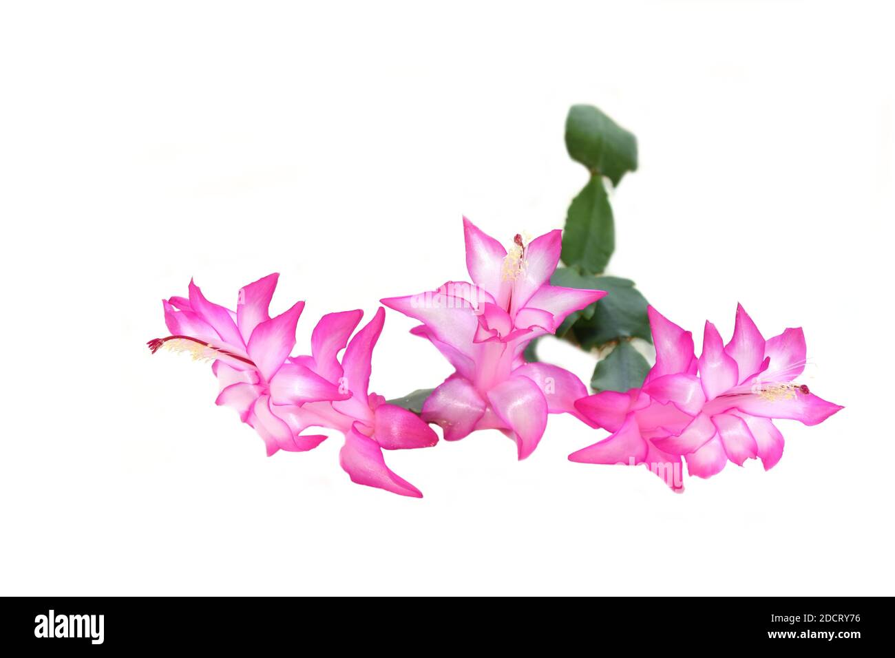 Gros plan sur des fleurs de cactus Schlumbergera roses sur fond blanc Banque D'Images