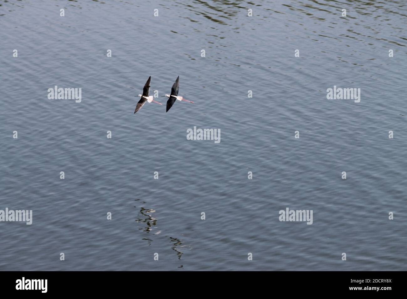 Couple d'oiseaux volant au-dessus d'un lac en Inde Banque D'Images