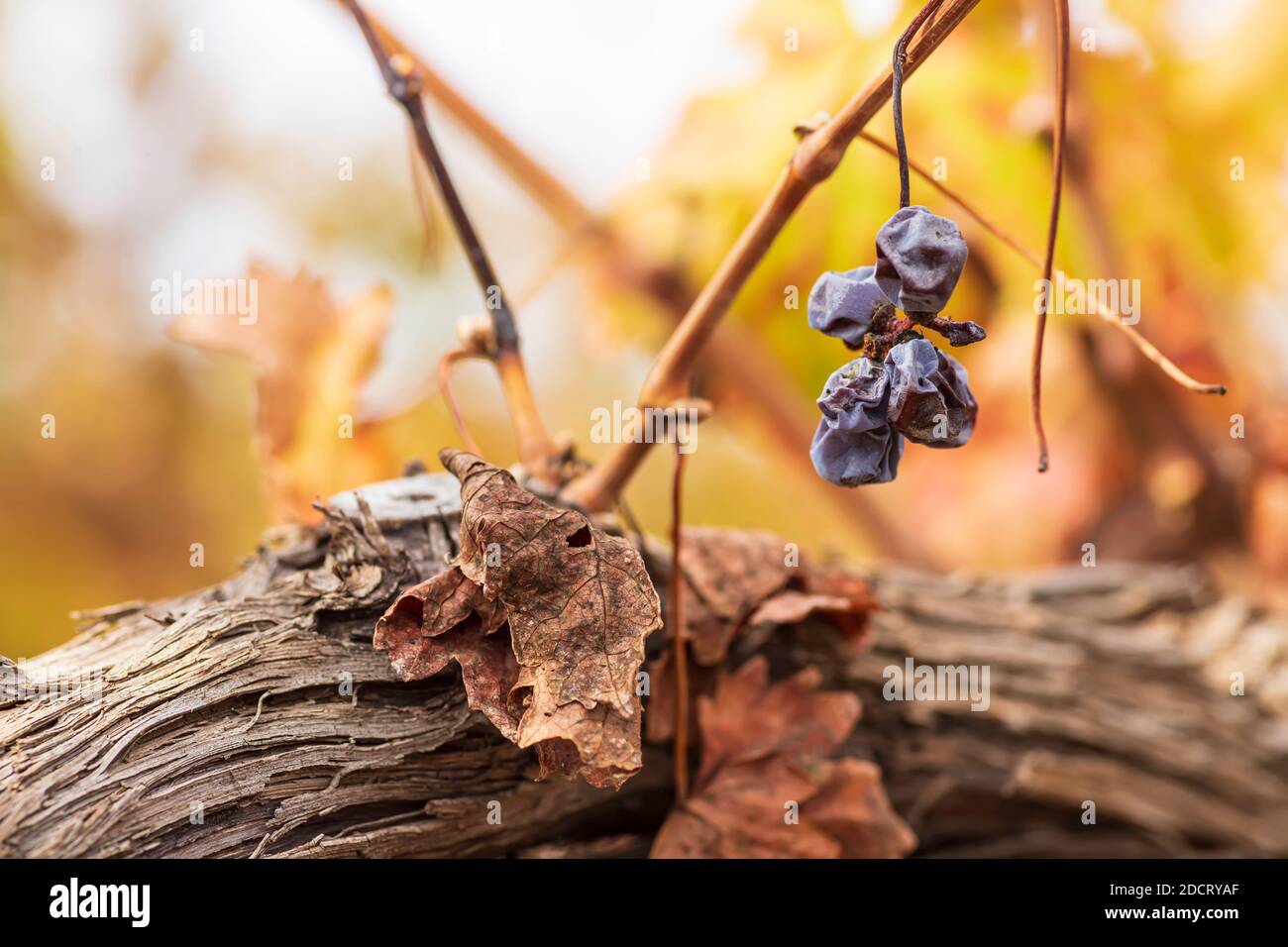 Brossez les raisins secs de vin après la récolte sur fond flou gros plan Banque D'Images