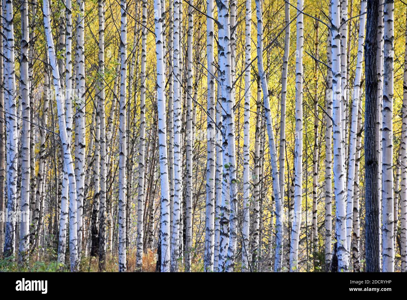 Couleurs d'automne en forêt de bouleau sur tiges de bouleau blanc troncs d'arbre Banque D'Images