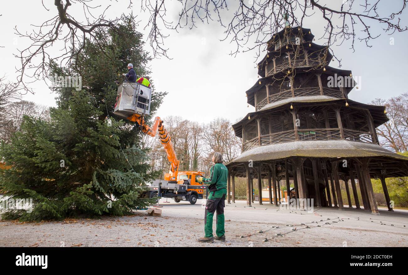 Munich, Allemagne. 23 novembre 2020. Un sapin de Noël est installé devant la tour chinoise et décoré de lumières. Sur la place autour de la tour, le marché de Noël est traditionnellement tenu. Credit: Peter Kneffel/dpa/Alay Live News Banque D'Images