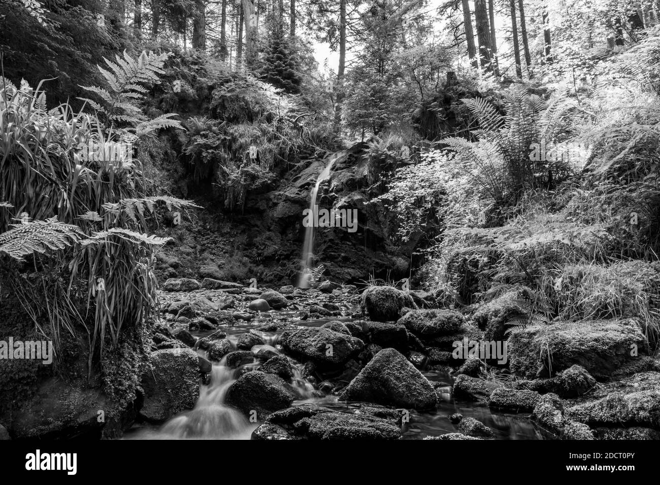 Hindhope Linn, Waterfall et Trail Banque D'Images