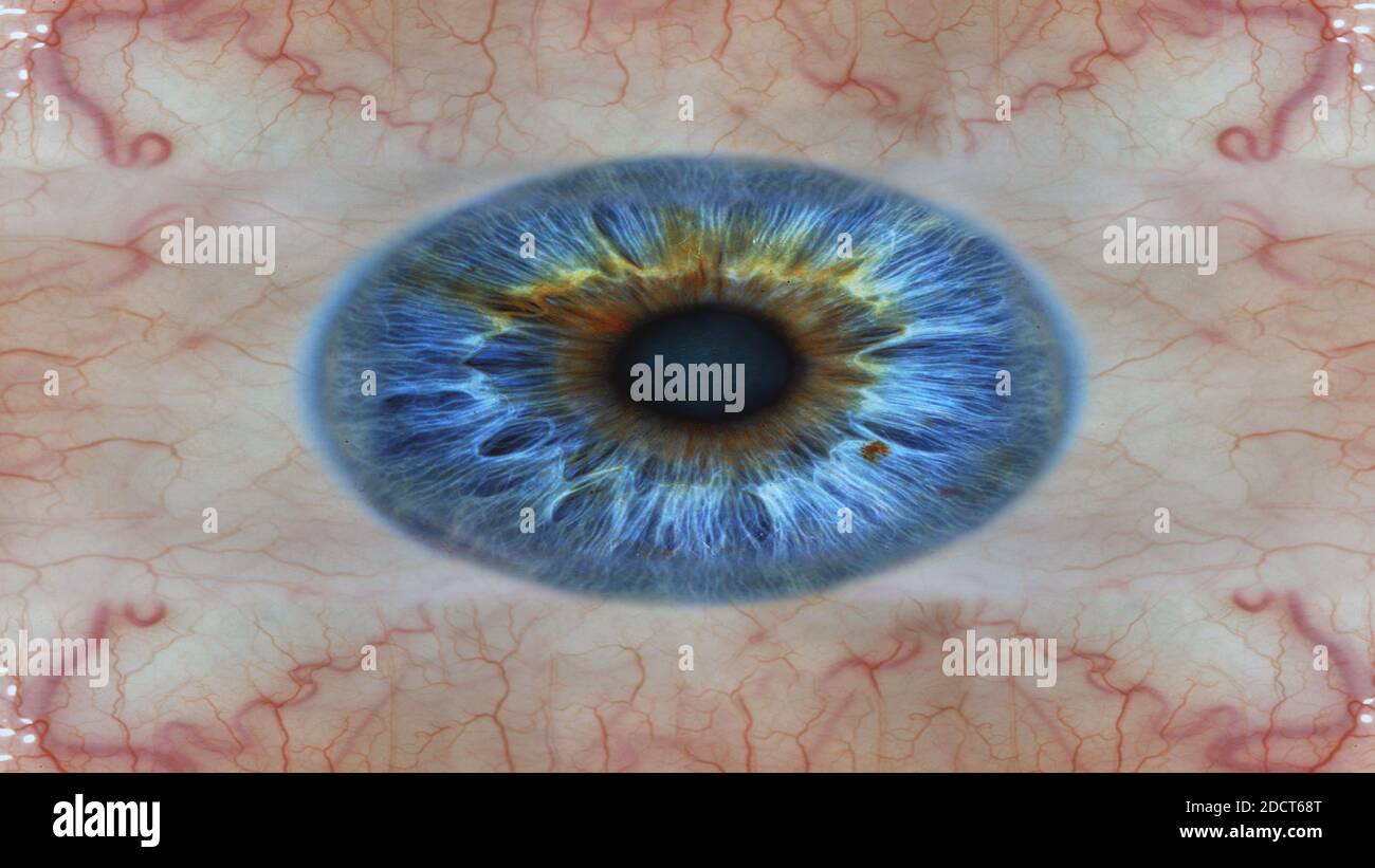 Pour la connaissance médicale les yeux humains gros plan image avec les veines. Banque D'Images