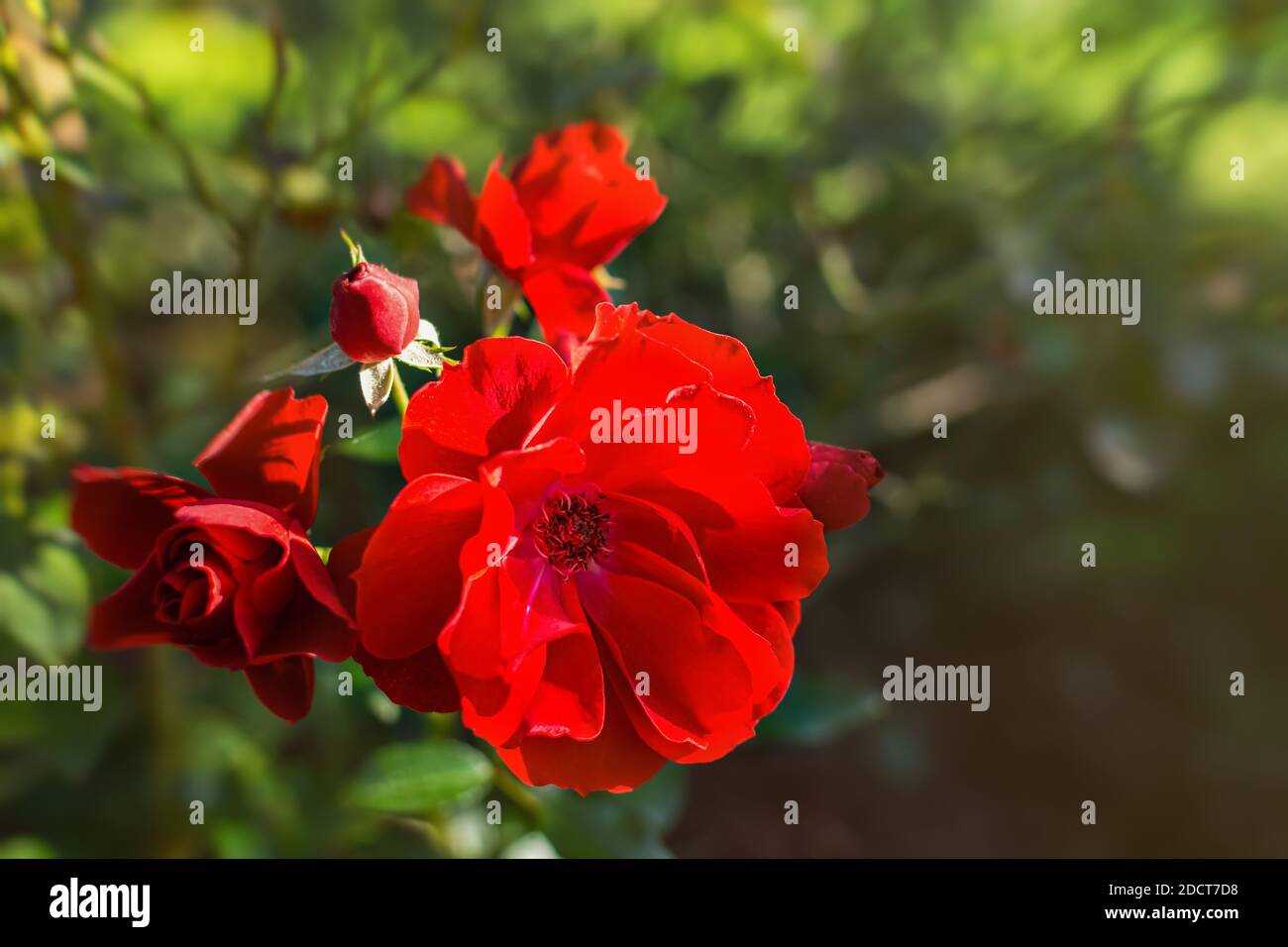 Rose rouge en gros plan fleurit dans le jardin. Flou arrière-plan ensoleillé avec bokeh, flou, faible profondeur de champ. Fond d'été fleuri coloré pour Banque D'Images