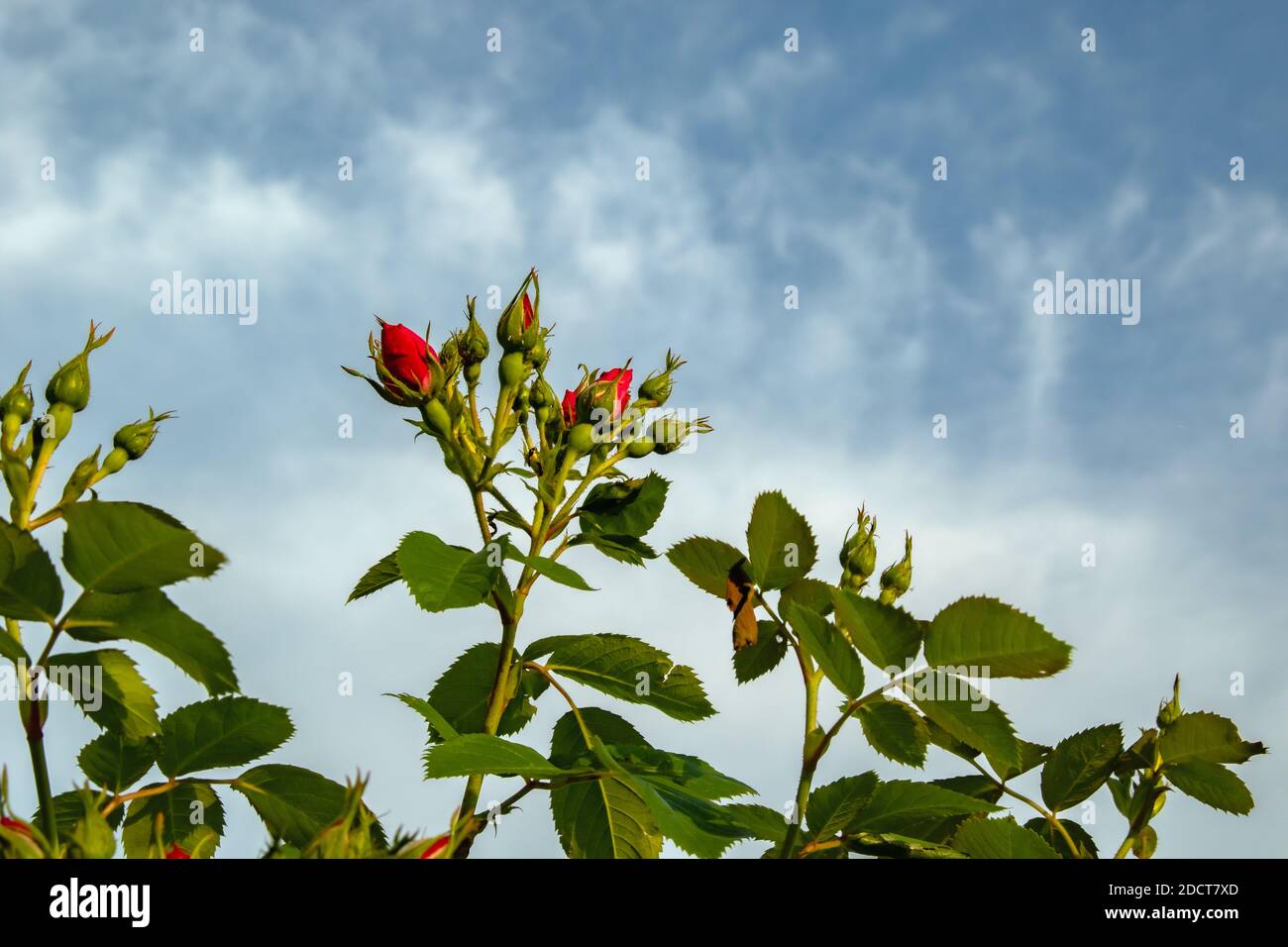 Roses non soufflées contre le ciel Banque D'Images