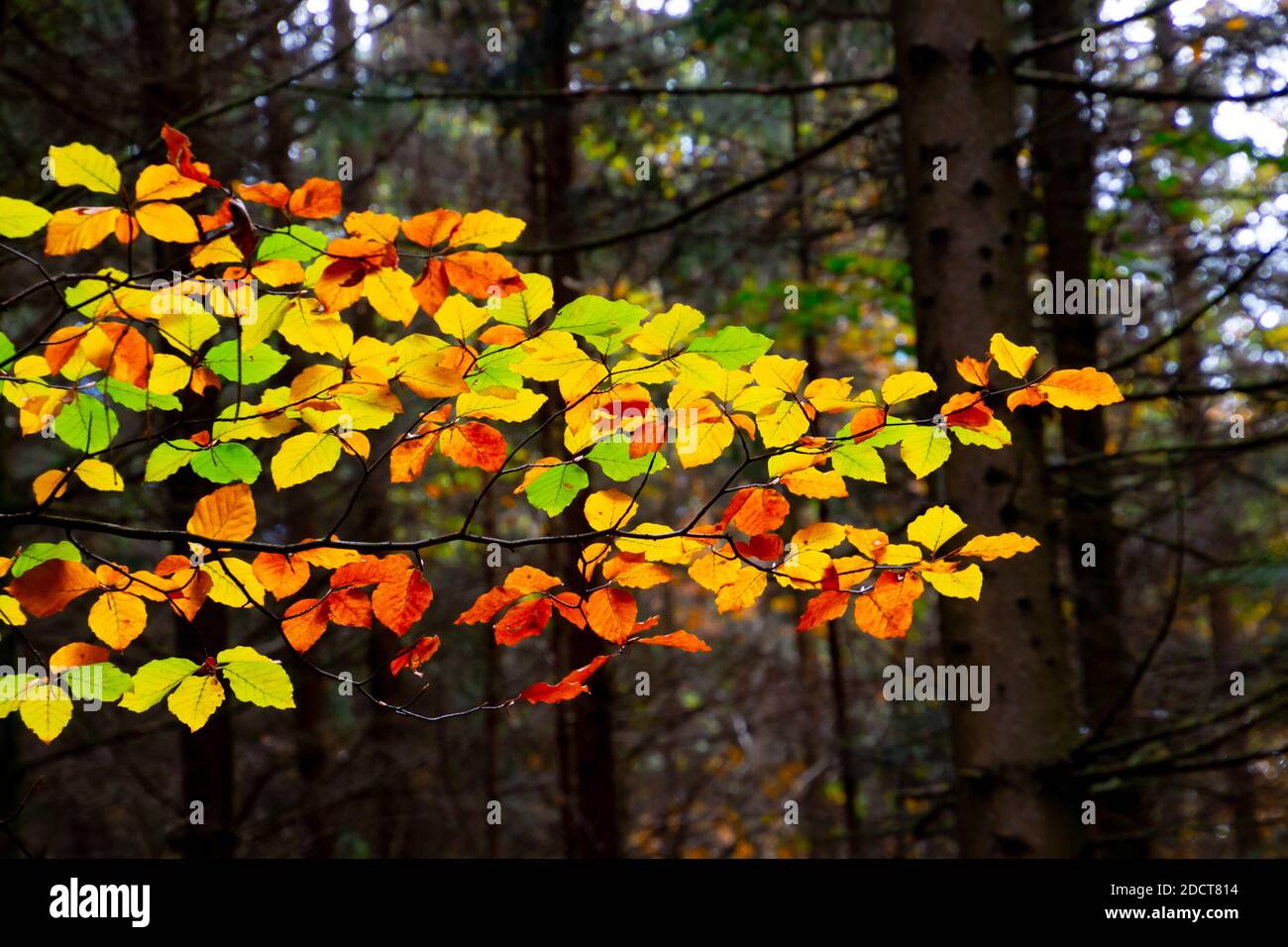 Feuilles rouges, jaunes et vertes sur une branche avec un arrière-plan de forêt sombre et flou Banque D'Images