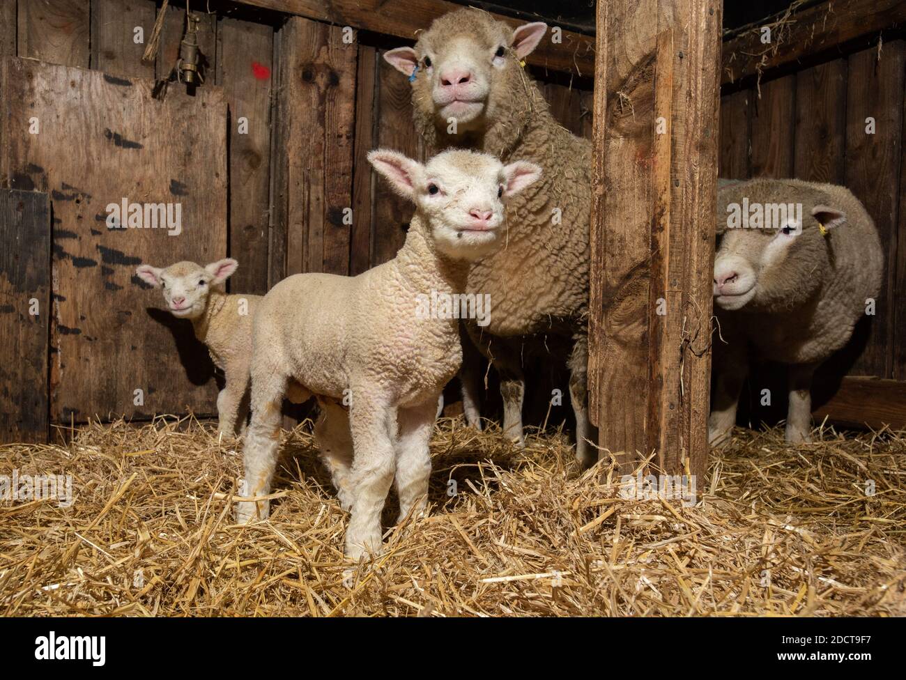 Preston, Lancashire, Royaume-Uni. 23 novembre 2020. Interrogent les brebis Dorset avec des agneaux près de Preston, Lancashire, Royaume-Uni. La race prolifique de moutons est capable d'agneaux toute l'année et peut produire trois cultures d'agneaux tous les deux ans. Crédit : John Eveson/Alamy Live News Banque D'Images