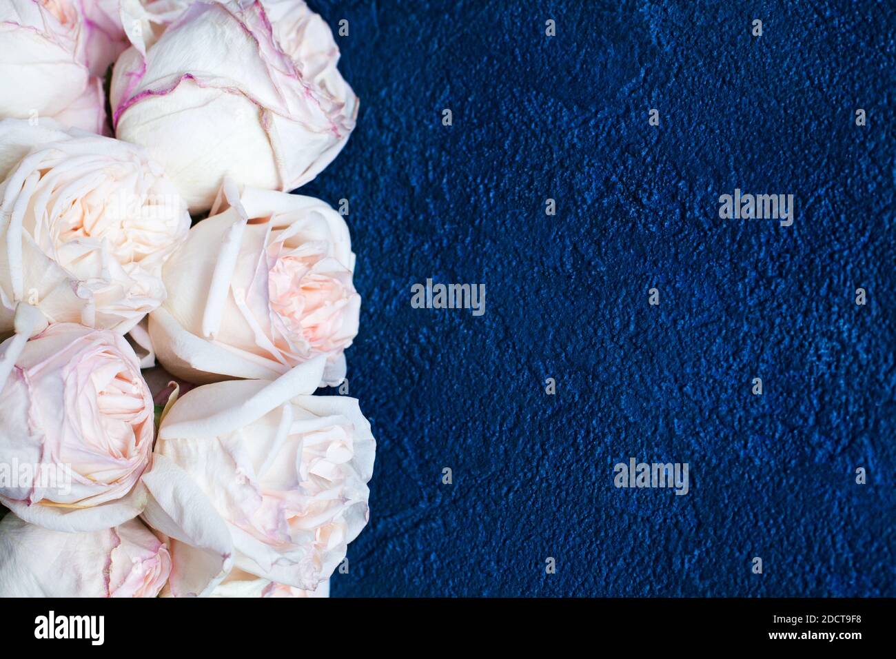 Rose Clair Delicat Roses Bleu Fonce Stuc Fond Gros Plan Beau Bouquet De Fleurs Blanches Carte De Vœux D Anniversaire Jour De La Saint Valentin Cadre De Mariage Photo Stock Alamy Rose Clair Delicat Roses Bleu Fonce Stuc Fond Gros Plan Beau Bouquet De Fleurs Blanches Carte De Vœux D Anniversaire Jour De La Saint Valentin Cadre De Mariage Photo Stock Alamy