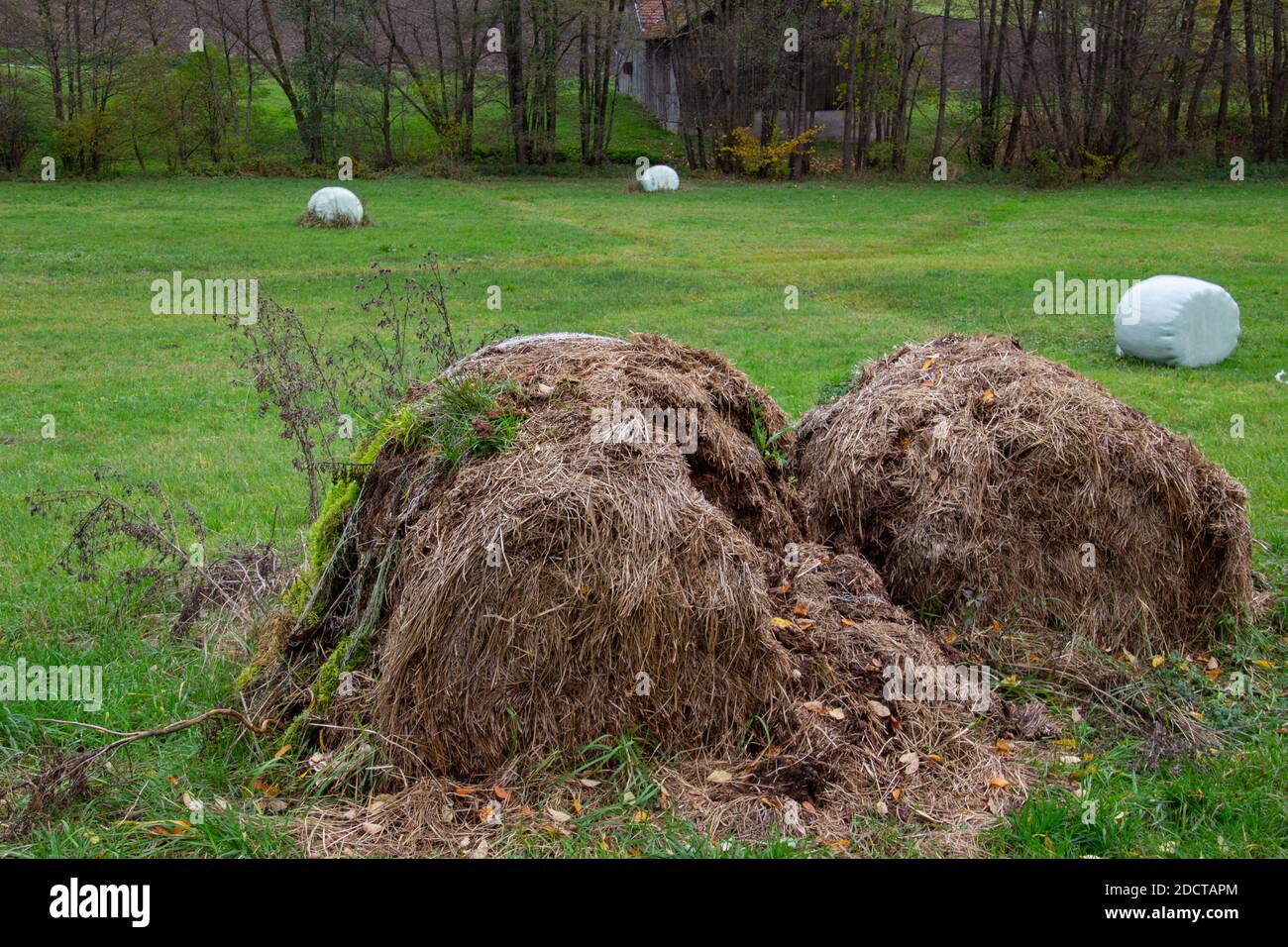 Vieilles balles de foin pourri au premier plan et nouveau foin frais enroulé en plastique en arrière-plan, concept de gaspillage des ressources naturelles Banque D'Images