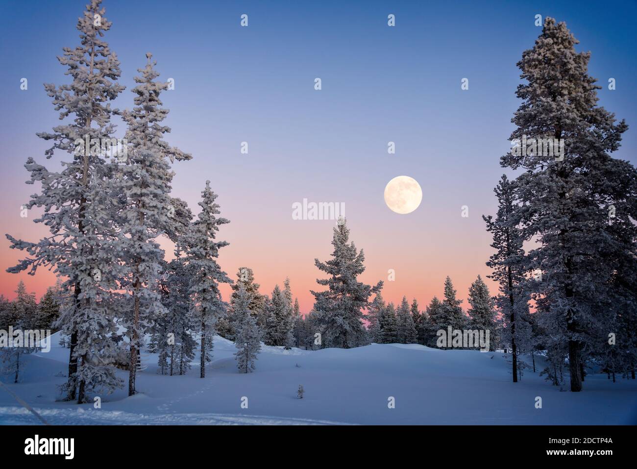 Paysage d'arbres enneigés en hiver en Laponie, en Finlande, avec la lune qui s'élève au crépuscule Banque D'Images