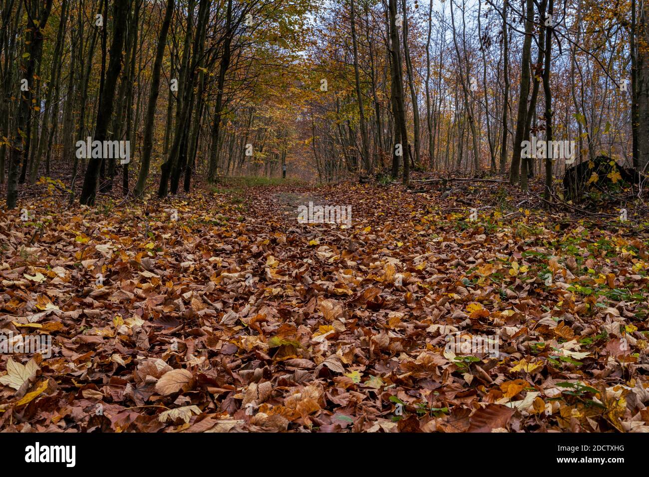 Une forêt européenne de Hêtre aux couleurs de l'automne. Photo du comté de Scania, sud de la Suède Banque D'Images