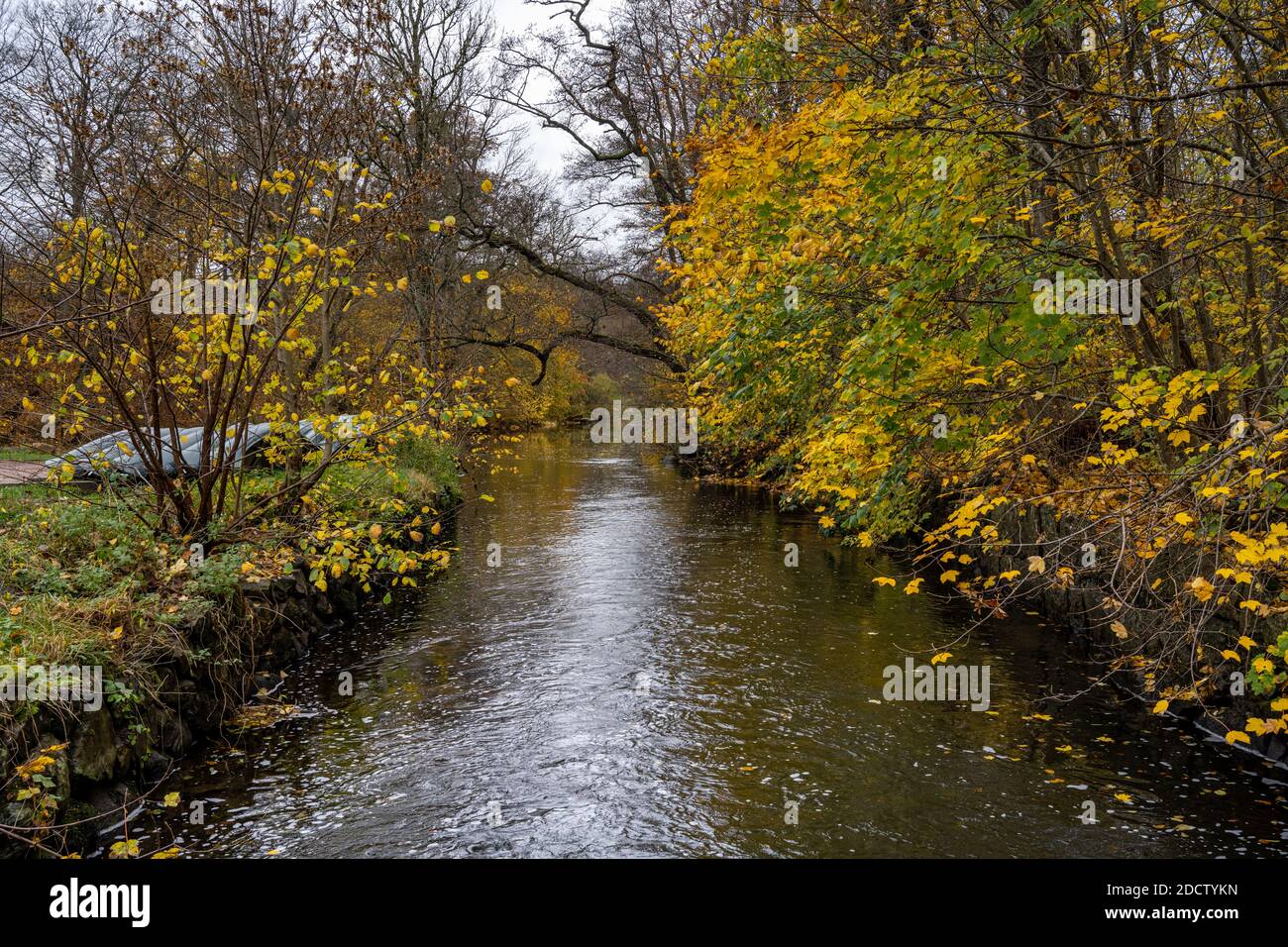 Une rivière flottant à travers une forêt d'automne colorée. Photo du comté de Scania, Suède Banque D'Images