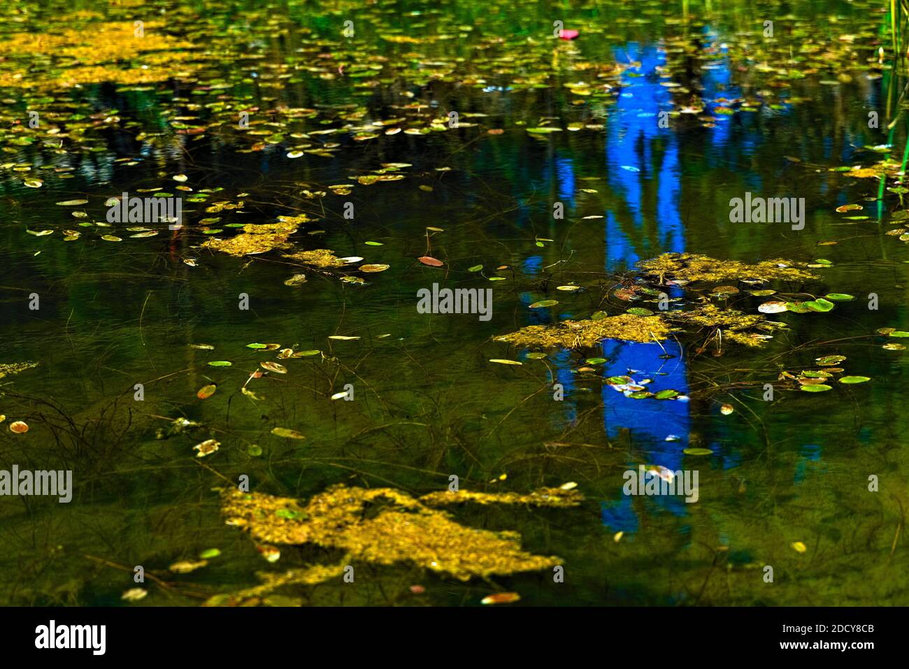 Clair calme moulin étang avec des plantes de pondweed sur la surface. Banque D'Images