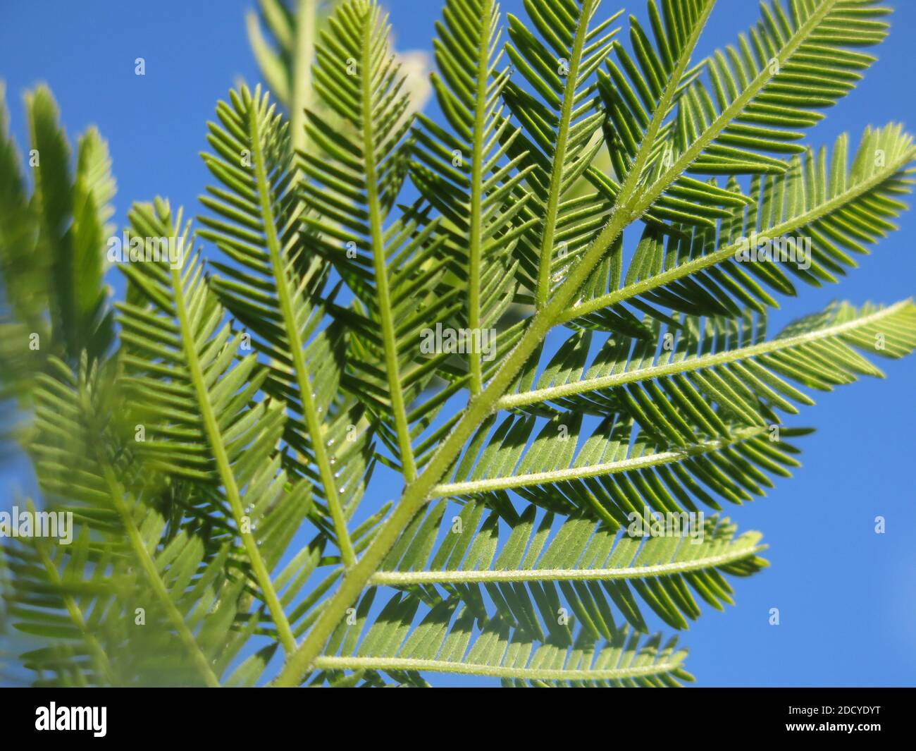 Gros plan d'une branche de mimosa (acacia dealbata), contre un ciel bleu vif, avec ses frondes délicates de type fougères de feuilles bipennées et glaçantes. Banque D'Images