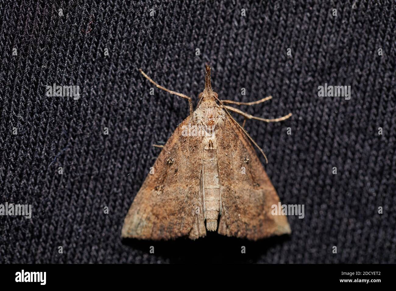 Moth sur textile foncé Banque D'Images