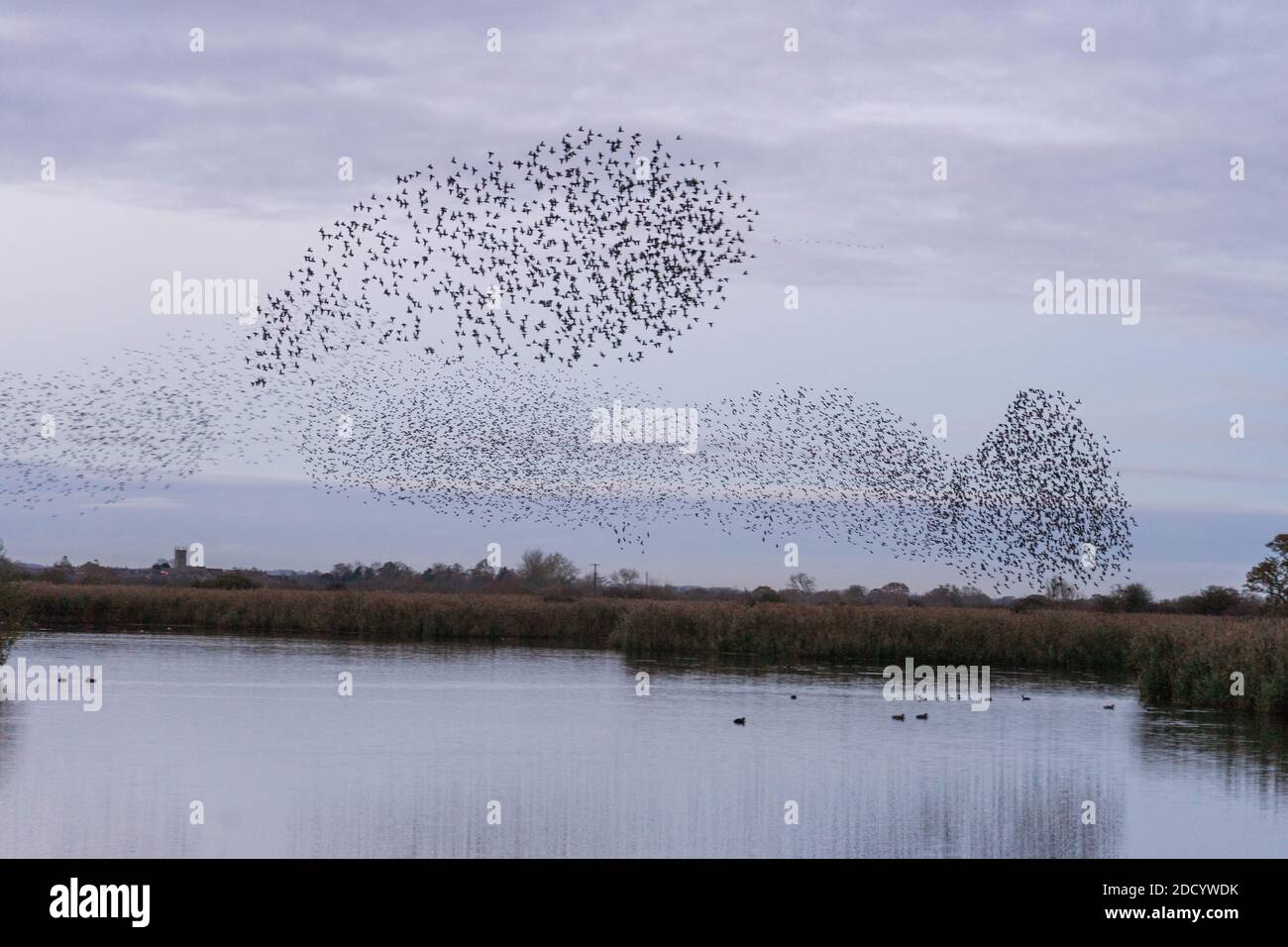 Starling Murmuration sur des lits de roseaux sur Otmoor Royaume-Uni Banque D'Images