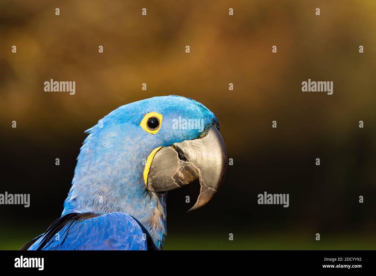 Jacinthe bleue Macaw , anodorhynchus hyacinthinus, tête de perroquet. Banque D'Images