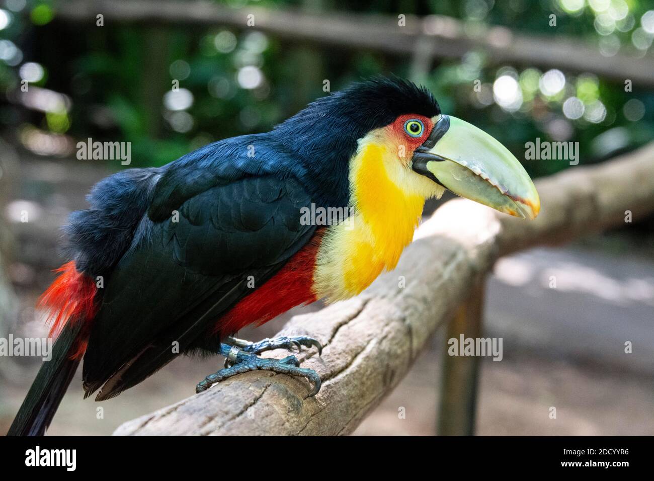 Un toucan à la poitrine rouge nommé en raison de son ventre rouge, trouvé dans la forêt tropicale dans le sud du Brésil Banque D'Images