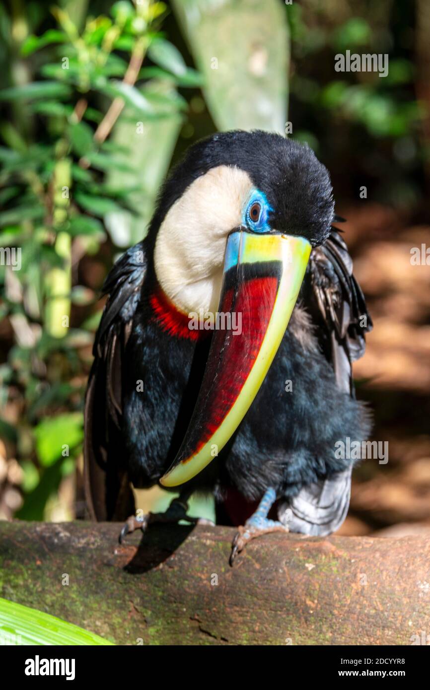 Un toucan à gorge blanche se prêtant à lui-même se trouve dans la forêt tropicale Dans le sud du Brésil Banque D'Images
