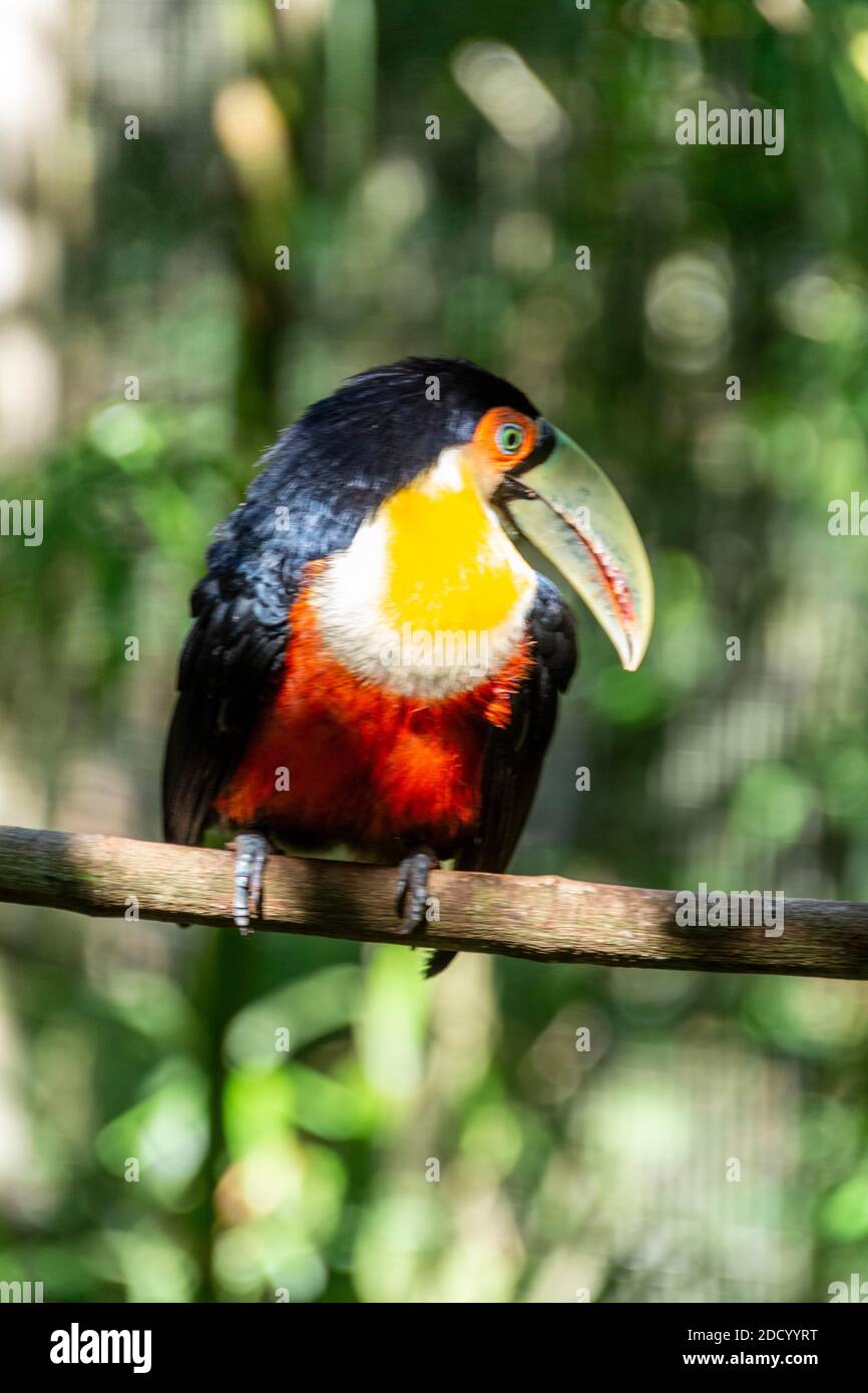 Un toucan à la poitrine rouge nommé en raison de son ventre rouge, trouvé dans la forêt tropicale dans le sud du Brésil Banque D'Images