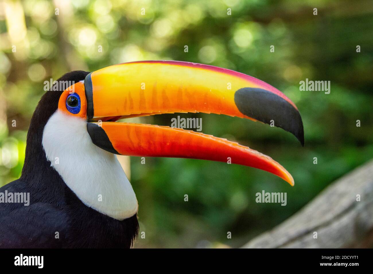 Le toucan Toco dans la forêt tropicale du sud du Brésil, est également connu comme le toucan commun ou le toucan géant. Le toucan Toco est le plus grand et le meilleur kn Banque D'Images