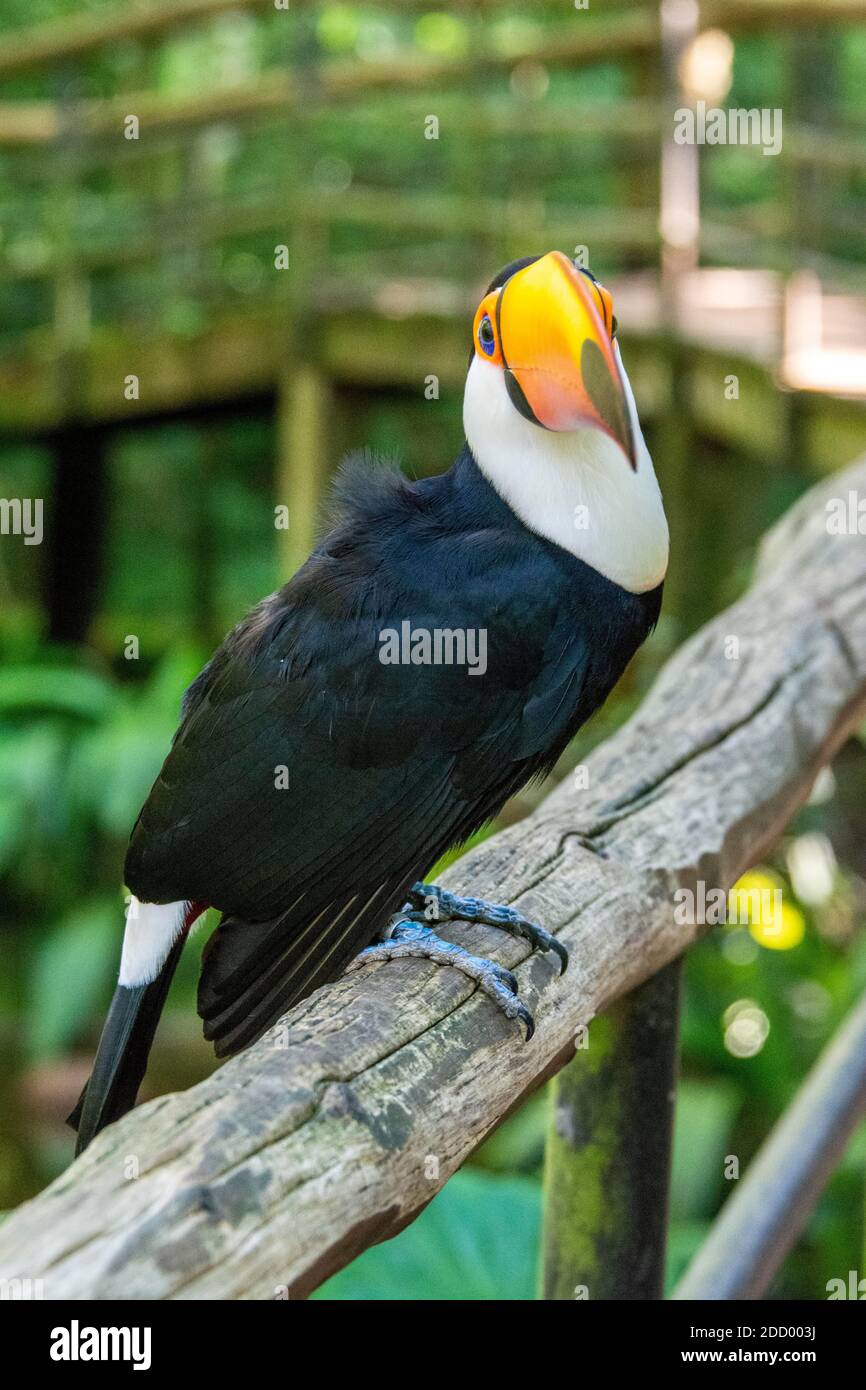 Le toucan Toco dans la forêt tropicale du sud du Brésil, est également connu comme le toucan commun ou le toucan géant. Le toucan Toco est le plus grand et le meilleur kn Banque D'Images
