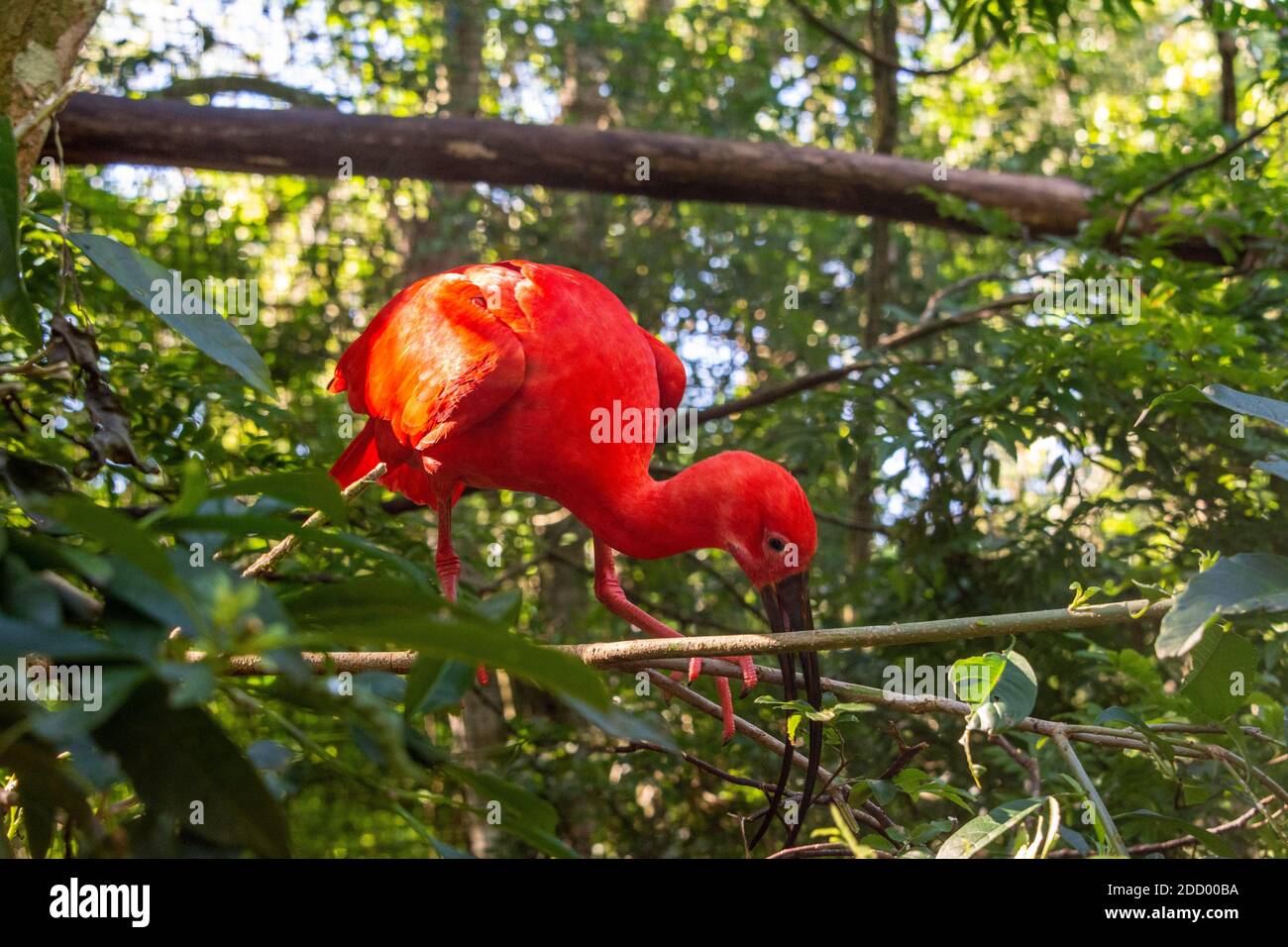 L'ibis Scarlet dans la forêt tropicale du sud du Brésil, il se trouve dans de nombreuses parties de l'Amérique du Sud. Banque D'Images