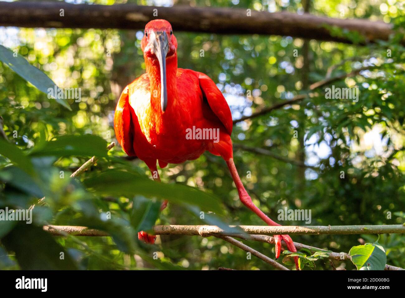L'ibis Scarlet dans la forêt tropicale du sud du Brésil, il se trouve dans de nombreuses parties de l'Amérique du Sud. Banque D'Images
