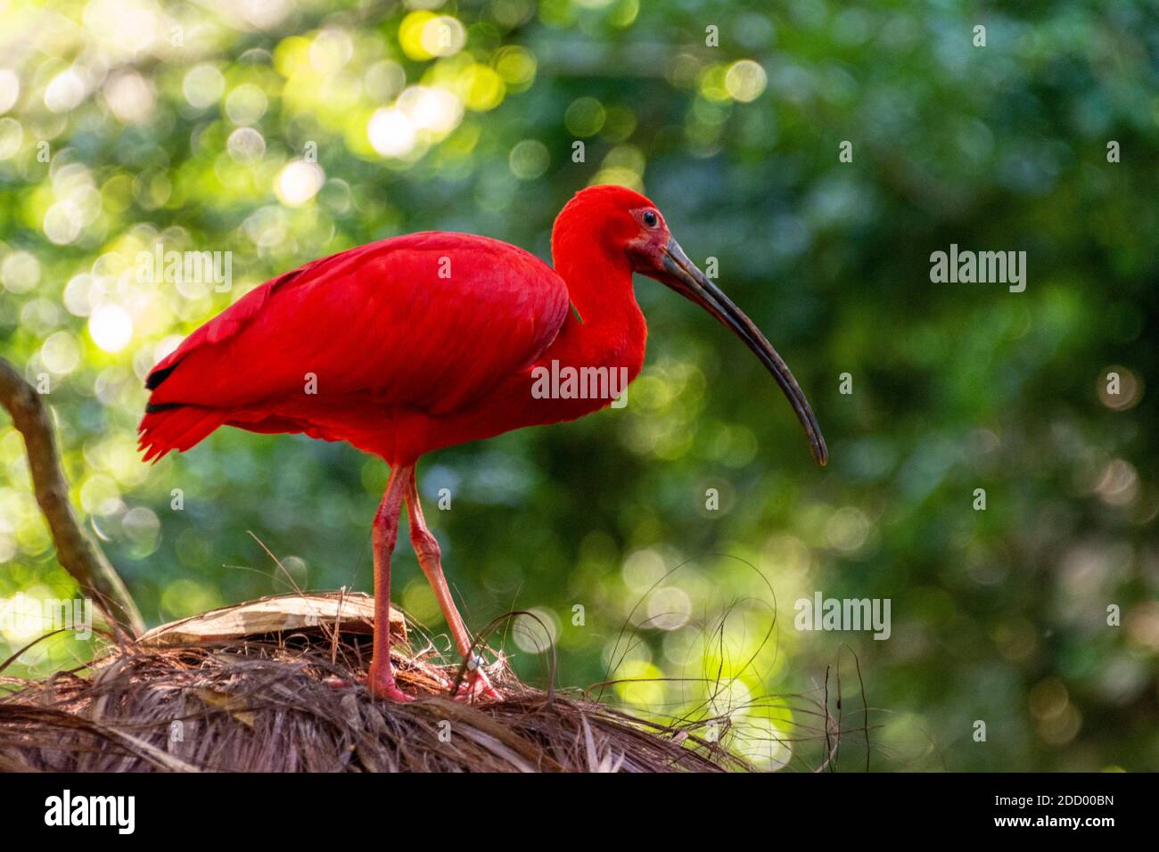 L'ibis Scarlet dans la forêt tropicale du sud du Brésil, il se trouve dans de nombreuses parties de l'Amérique du Sud. Banque D'Images