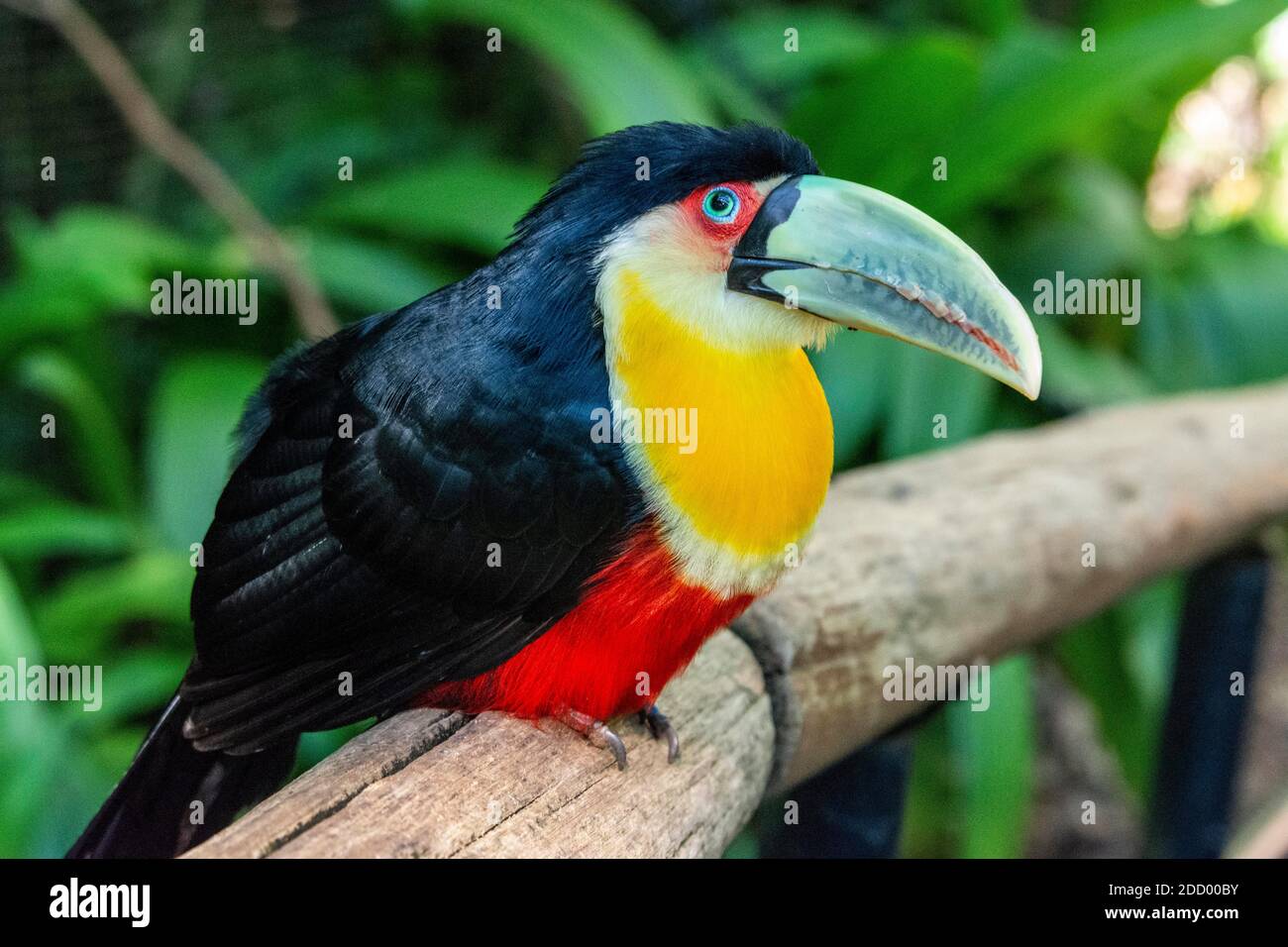 Un toucan à la poitrine rouge nommé en raison de son ventre rouge, trouvé dans la forêt tropicale dans le sud du Brésil Banque D'Images