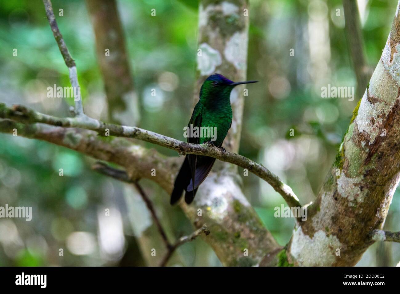 Une Woodnymphe à capuchon violet dans la forêt tropicale du sud du Brésil, elle se trouve également dans des espaces ouverts comme les parcs et dans le centre de l'Amérique du Sud. Banque D'Images