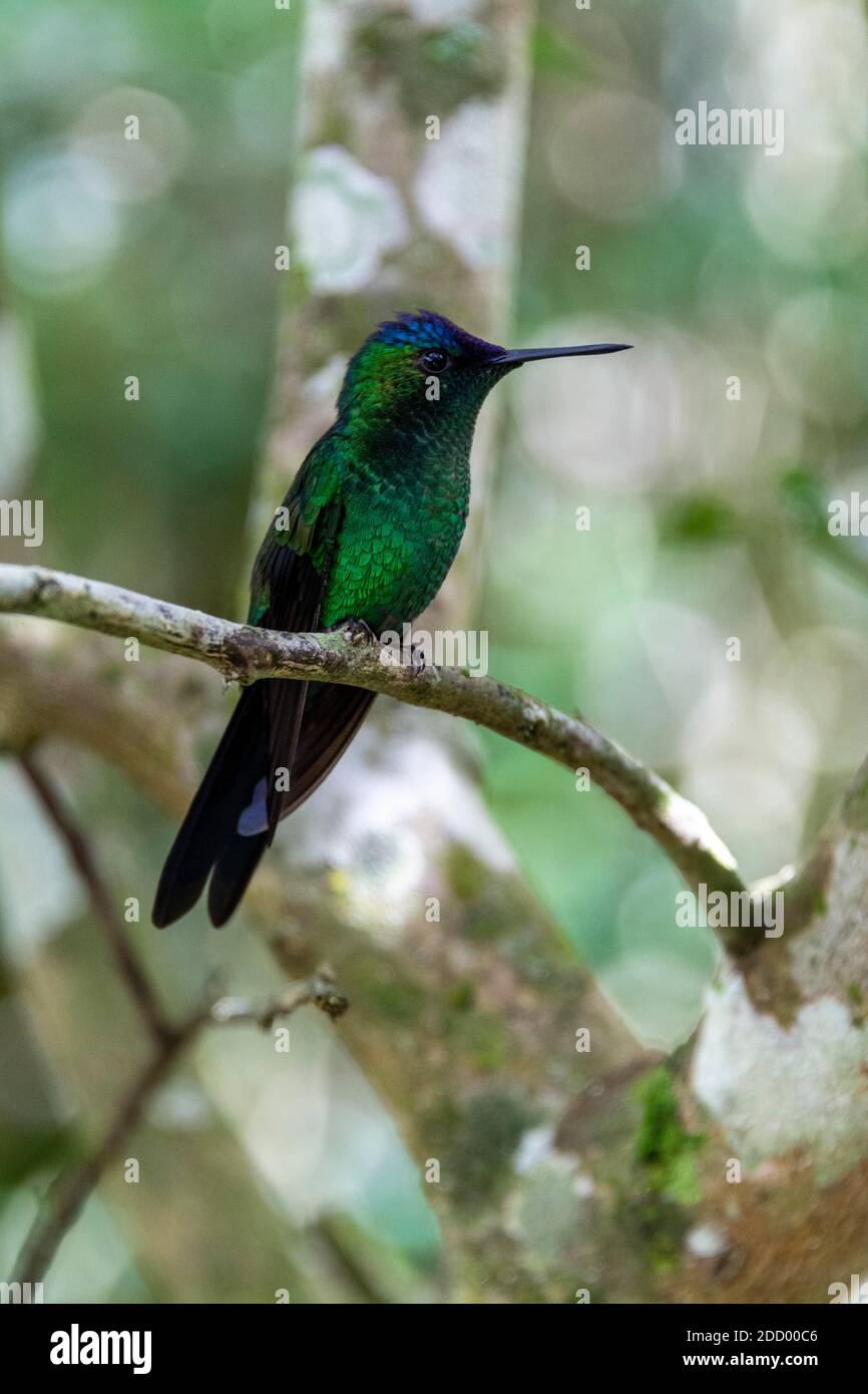 Une Woodnymphe à capuchon violet dans la forêt tropicale du sud du Brésil, elle se trouve également dans des espaces ouverts comme les parcs et dans le centre de l'Amérique du Sud. Banque D'Images