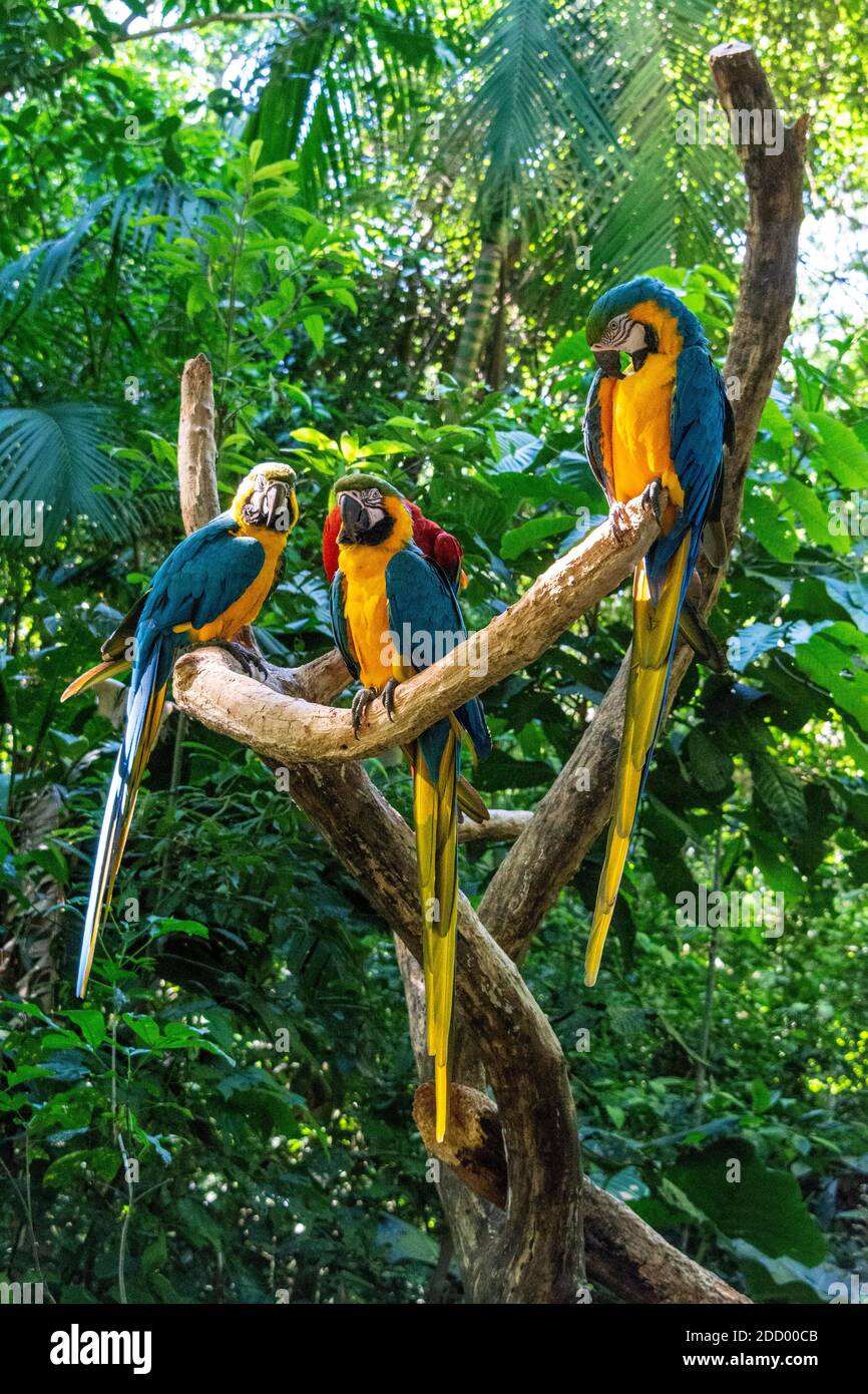 Trois aras bleus et jaunes et une Macaw rouge et verte dans la forêt tropicale du sud du Brésil. Banque D'Images