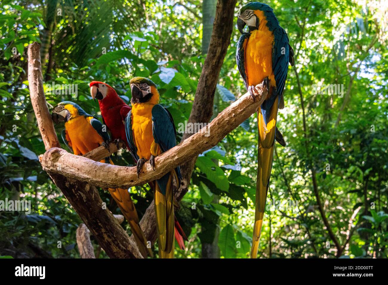 Trois aras bleus et jaunes et une Macaw rouge et verte dans la forêt tropicale du sud du Brésil. Banque D'Images