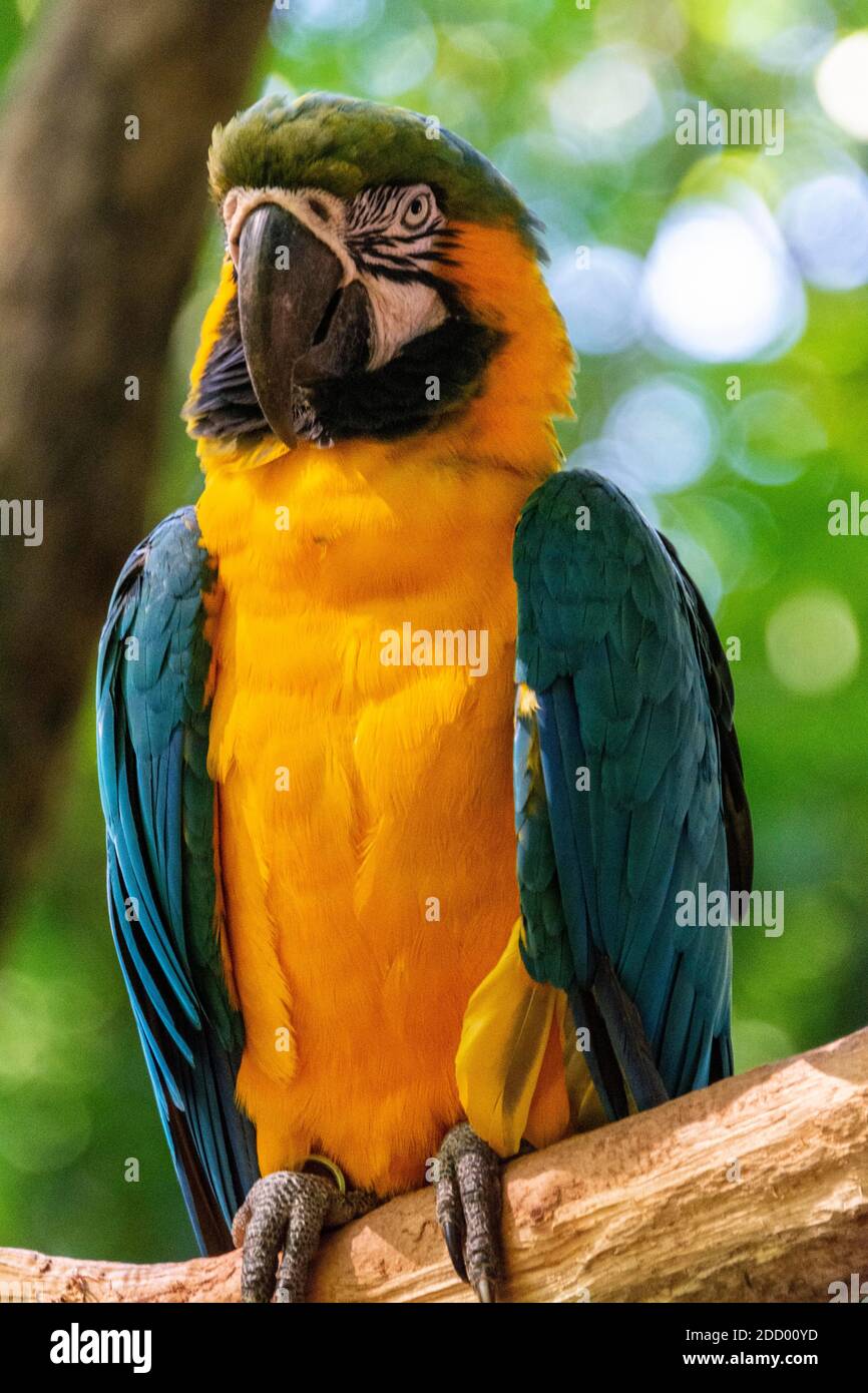 Une Macaw bleue et jaune dans la forêt tropicale du sud du Brésil. Banque D'Images