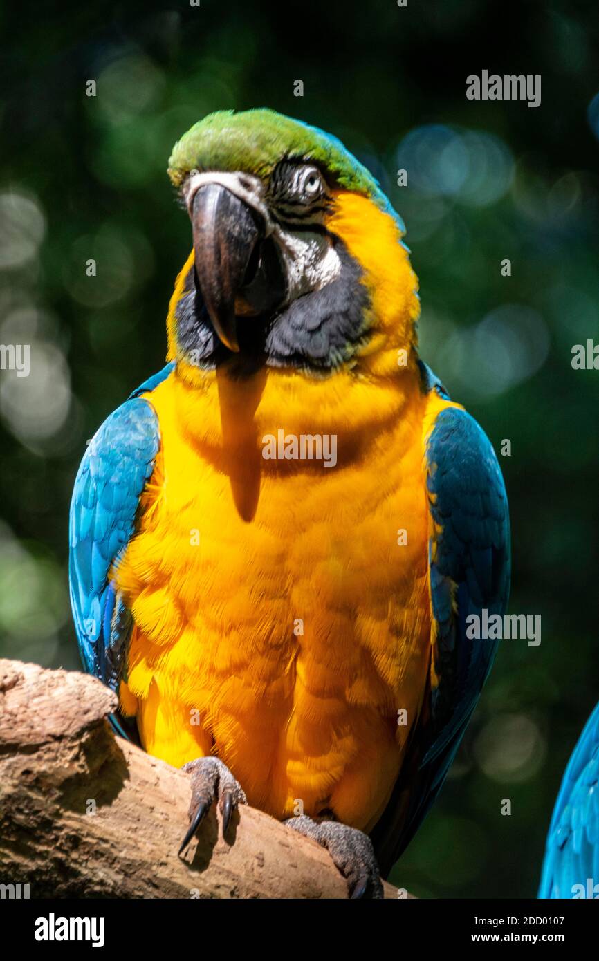Une Macaw bleue et jaune dans la forêt tropicale du Brésil Banque D'Images