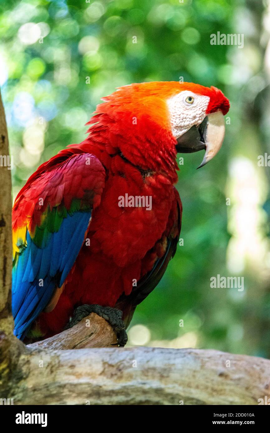 Une Macaw rouge et verte dans la forêt tropicale du sud du Brésil. Banque D'Images