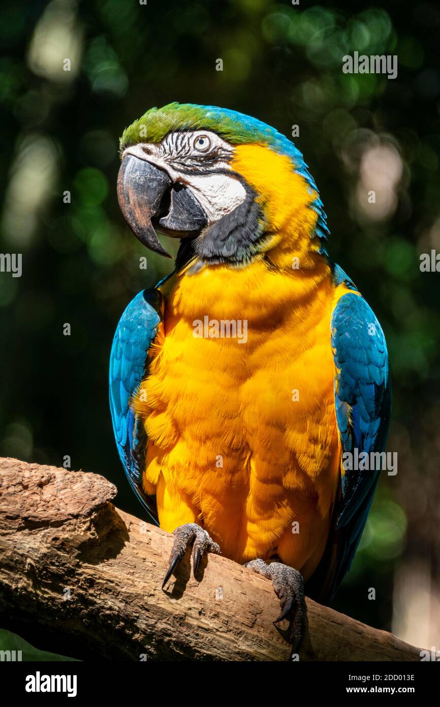 Une Macaw bleue et jaune dans la forêt tropicale du Brésil Banque D'Images