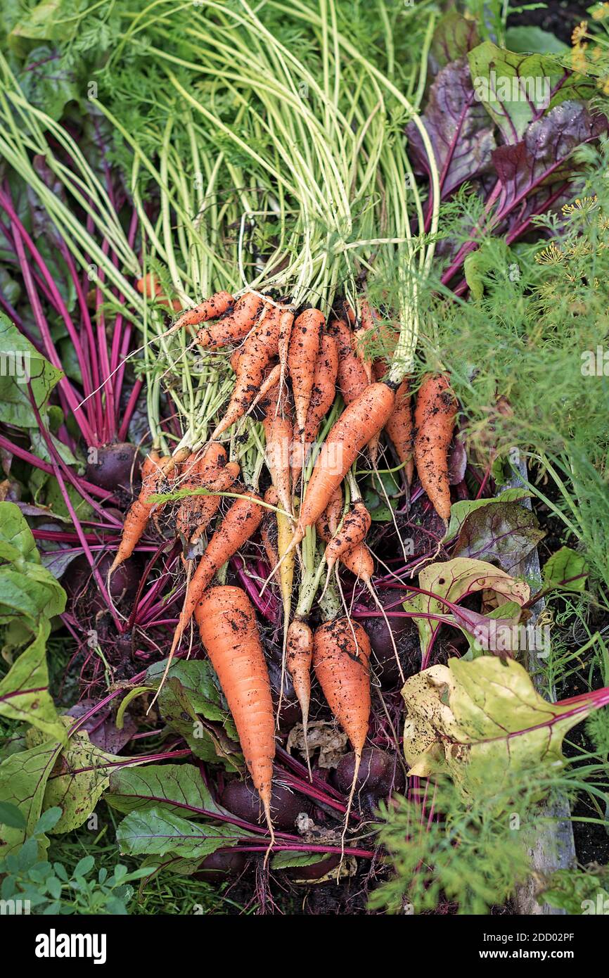 Légumes frais fraîchement cueillis dans le jardin : carottes, betteraves avec dessus, aneth Banque D'Images