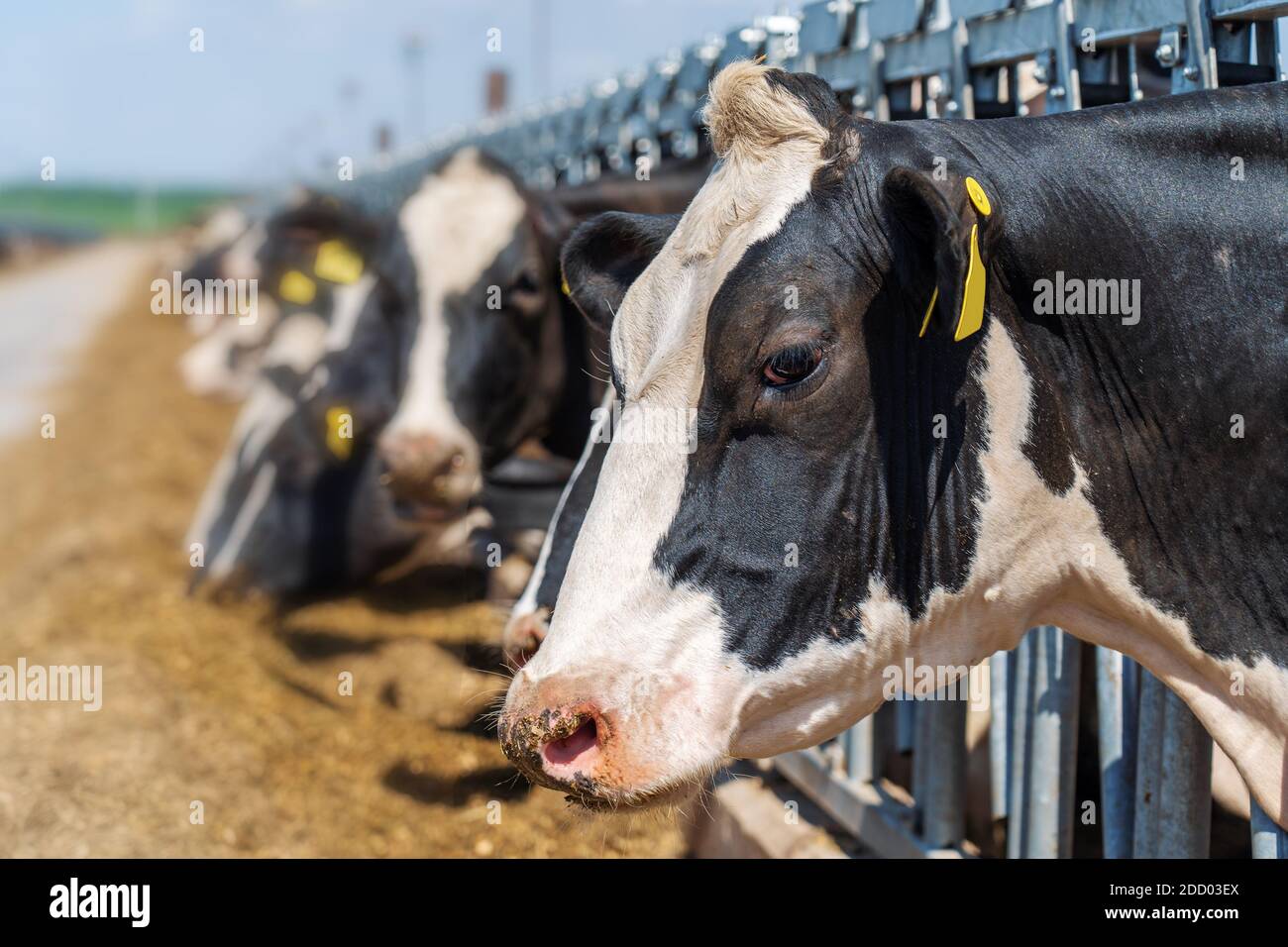 Vaches dans une ferme laitière en plein air. Vaches se reproduisant dans une ferme laitière moderne. Banque D'Images