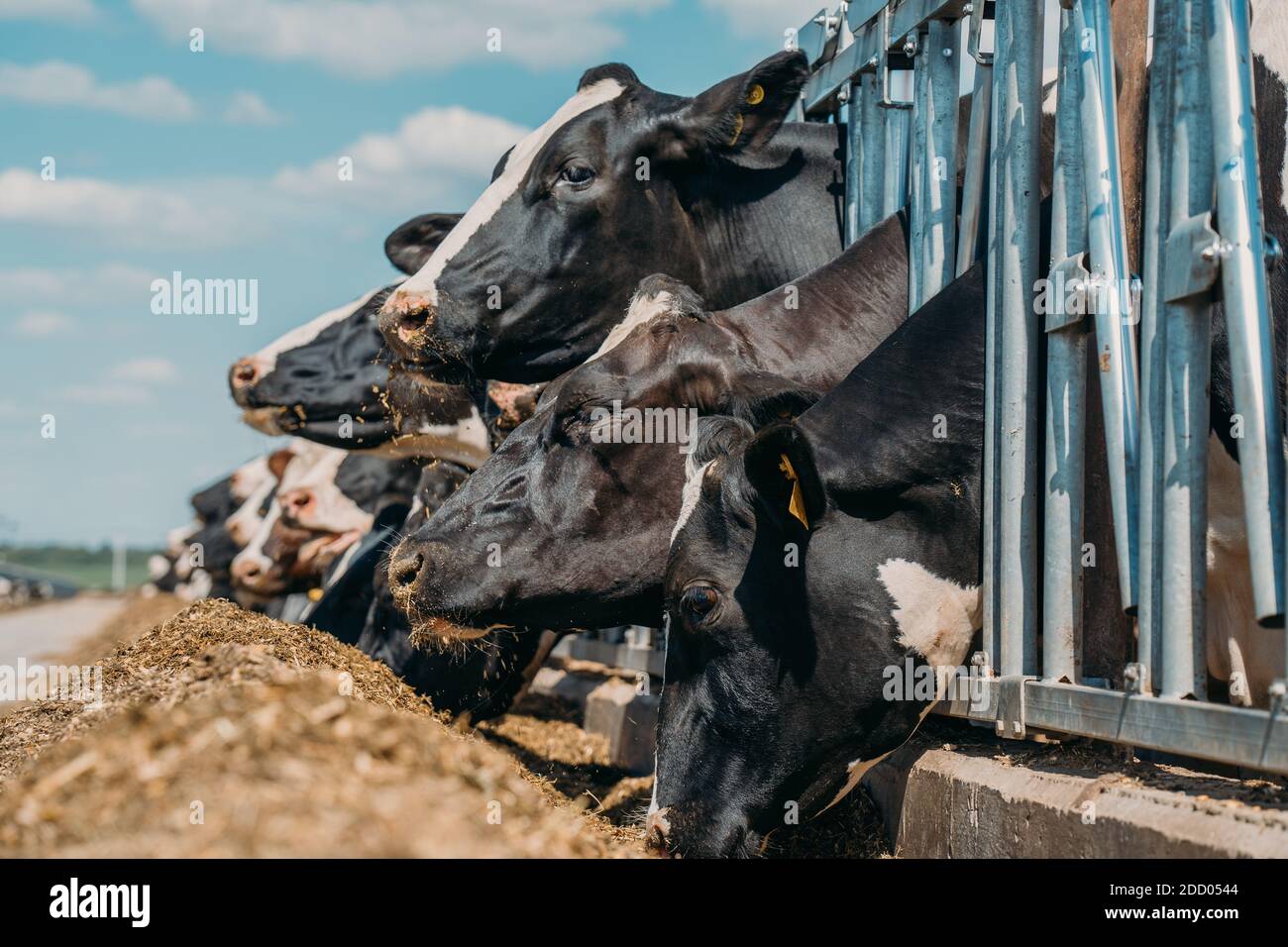 Vaches dans une ferme laitière en plein air. Vaches se reproduisant dans une ferme laitière moderne. Banque D'Images