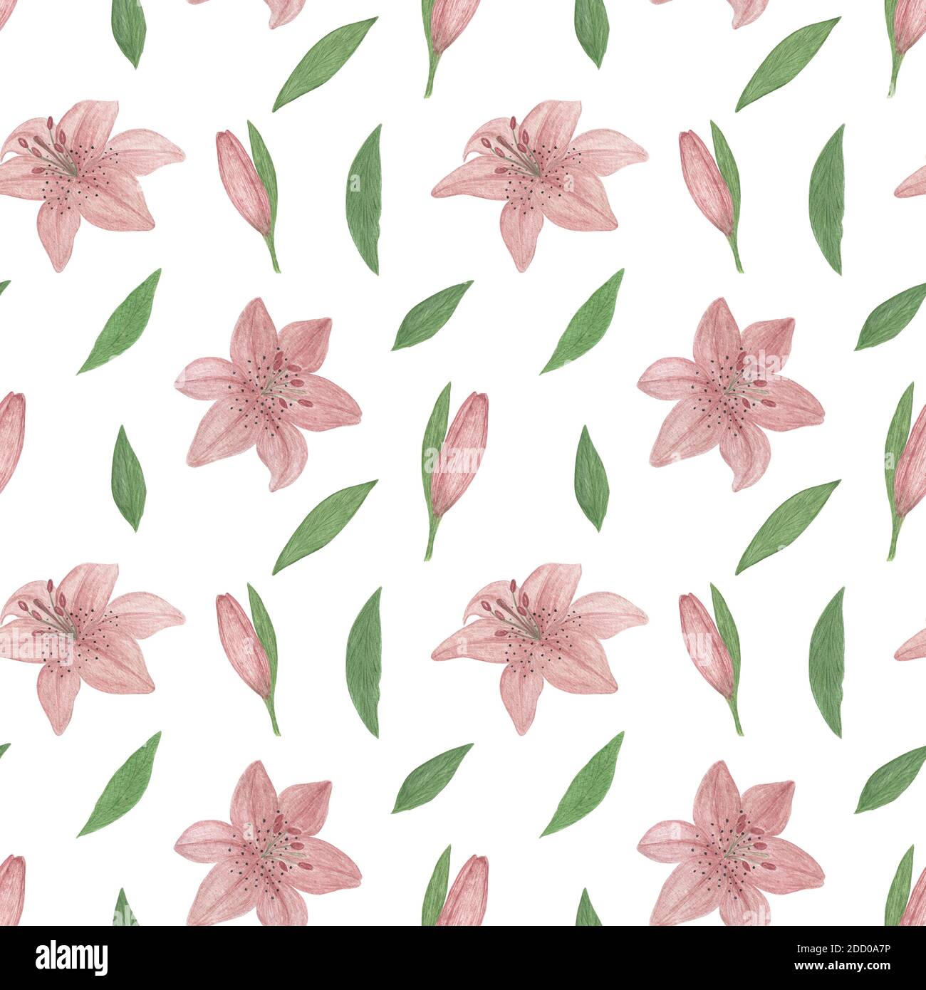 Délicat dusky rose fleurs lys sans couture motif, main dessiné aquarelle illustration plante de jardin dessin simple pour cartes de voeux, invitations, textile, tissu Banque D'Images